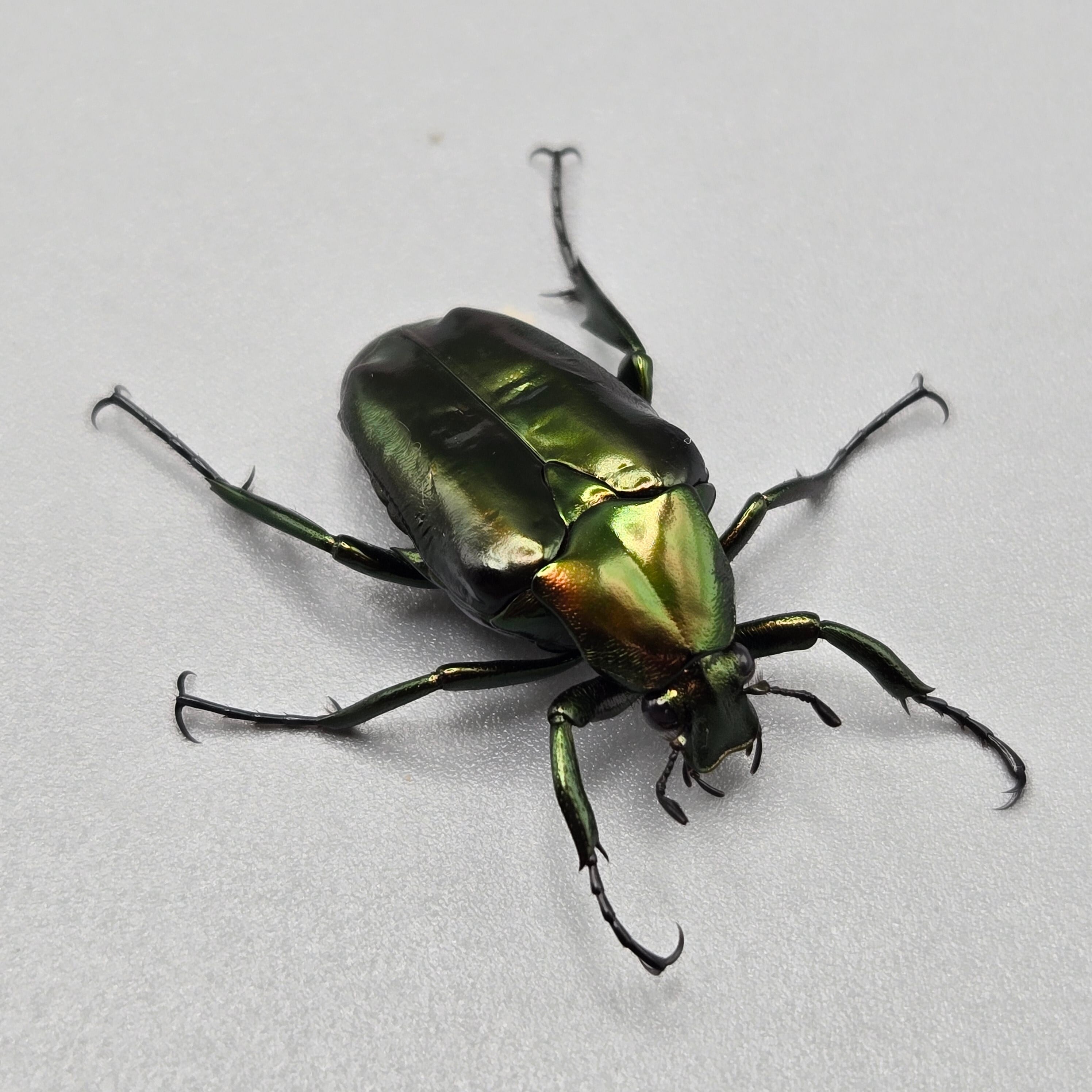 ロドリゲストゲアシハナムグリ ペア ♀B品 | 昆虫専門店 鍬鉄