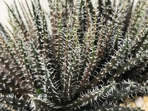 アロエ ハオルチオイデス