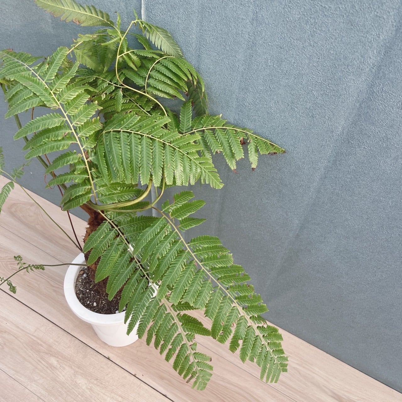 現品］【希少】37番 キンモウコウ 7号 観葉植物 レア 室内 希少