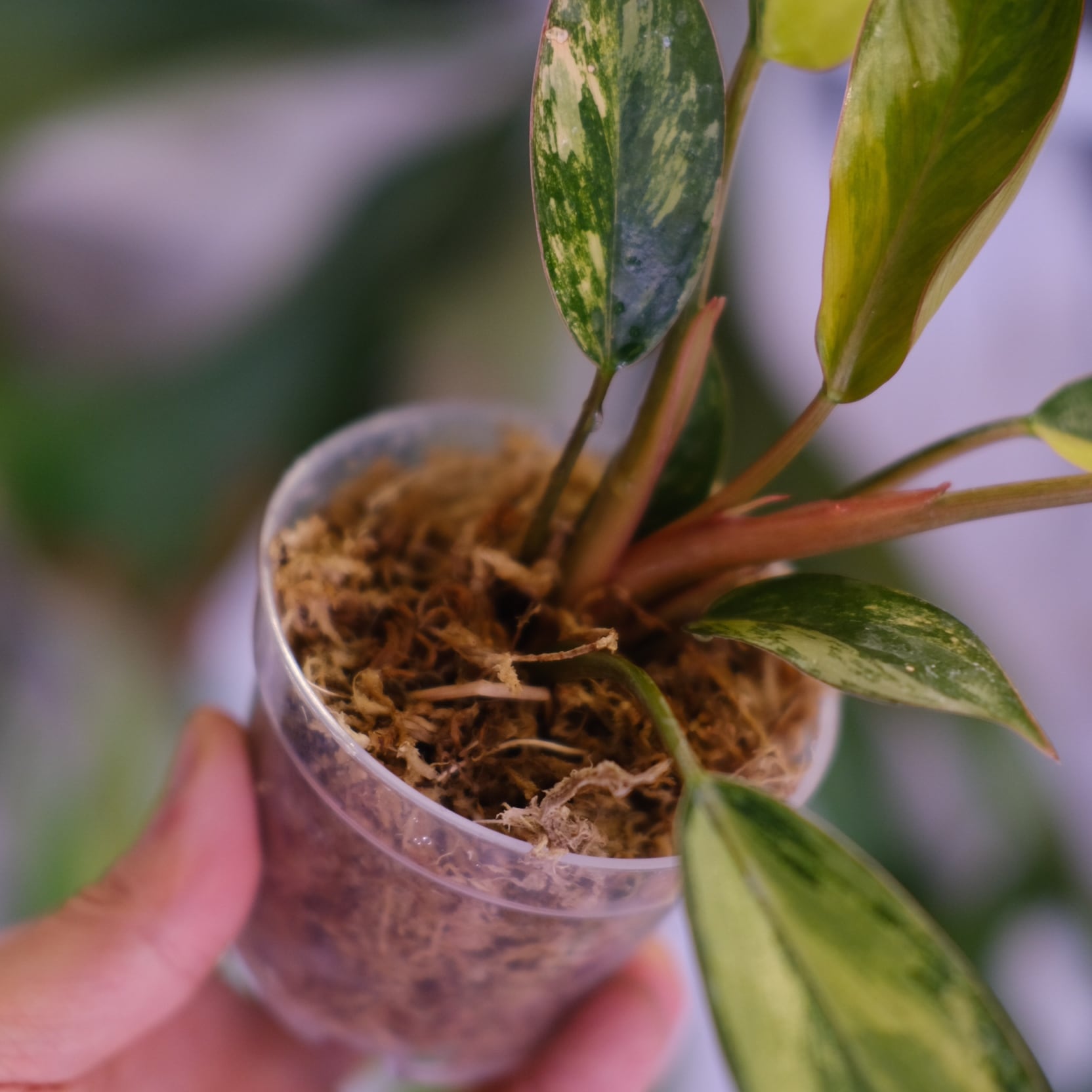 フィロデンドロン・レッドコンゴ②│Philodendron Red Congo