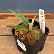 【UJ】ビカクシダ P. willinckii 'Golden Boy' Spore【1040】【再撮影】