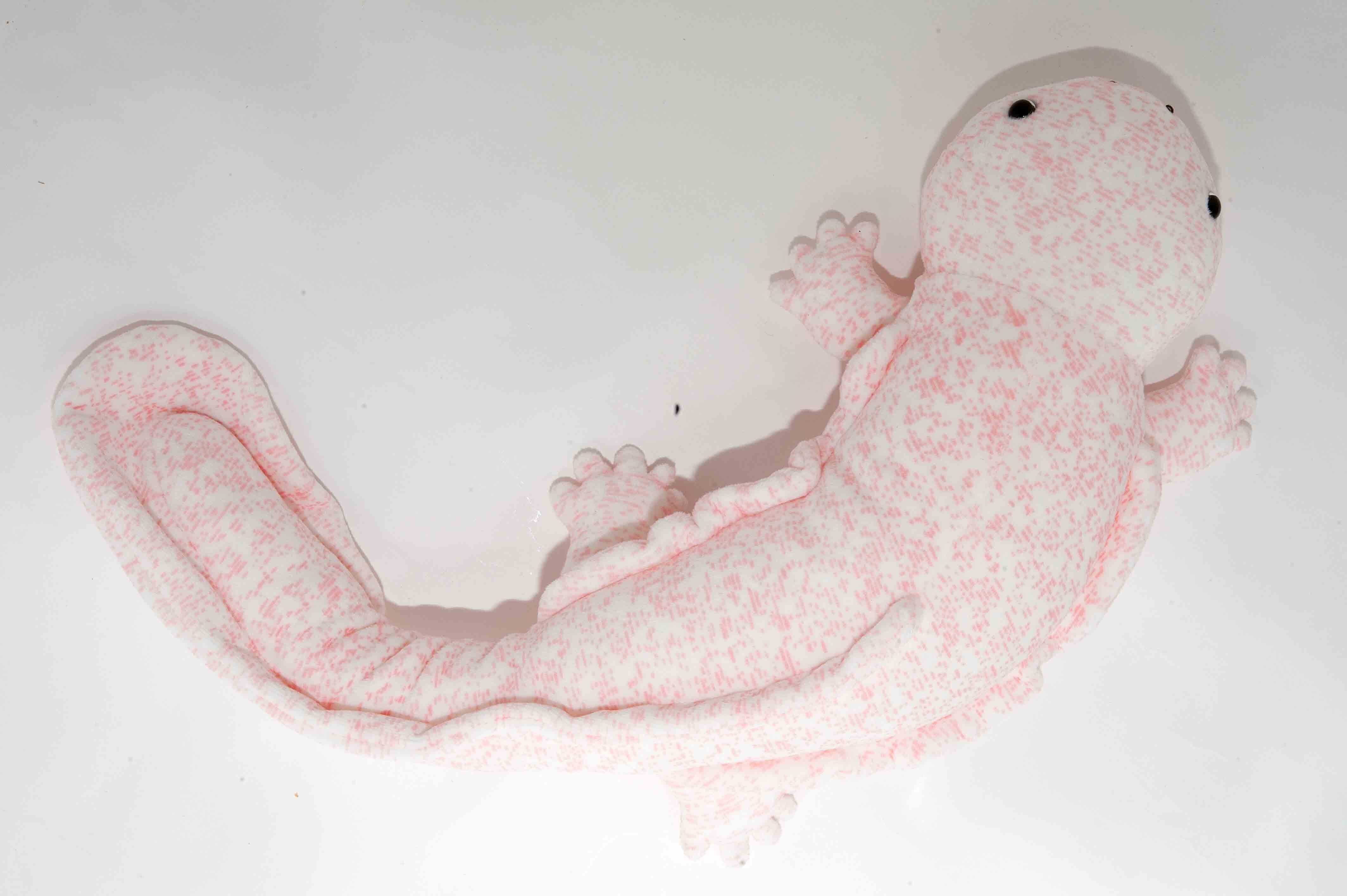 オオサンショウウオ ピンク | 日本両棲類研究所