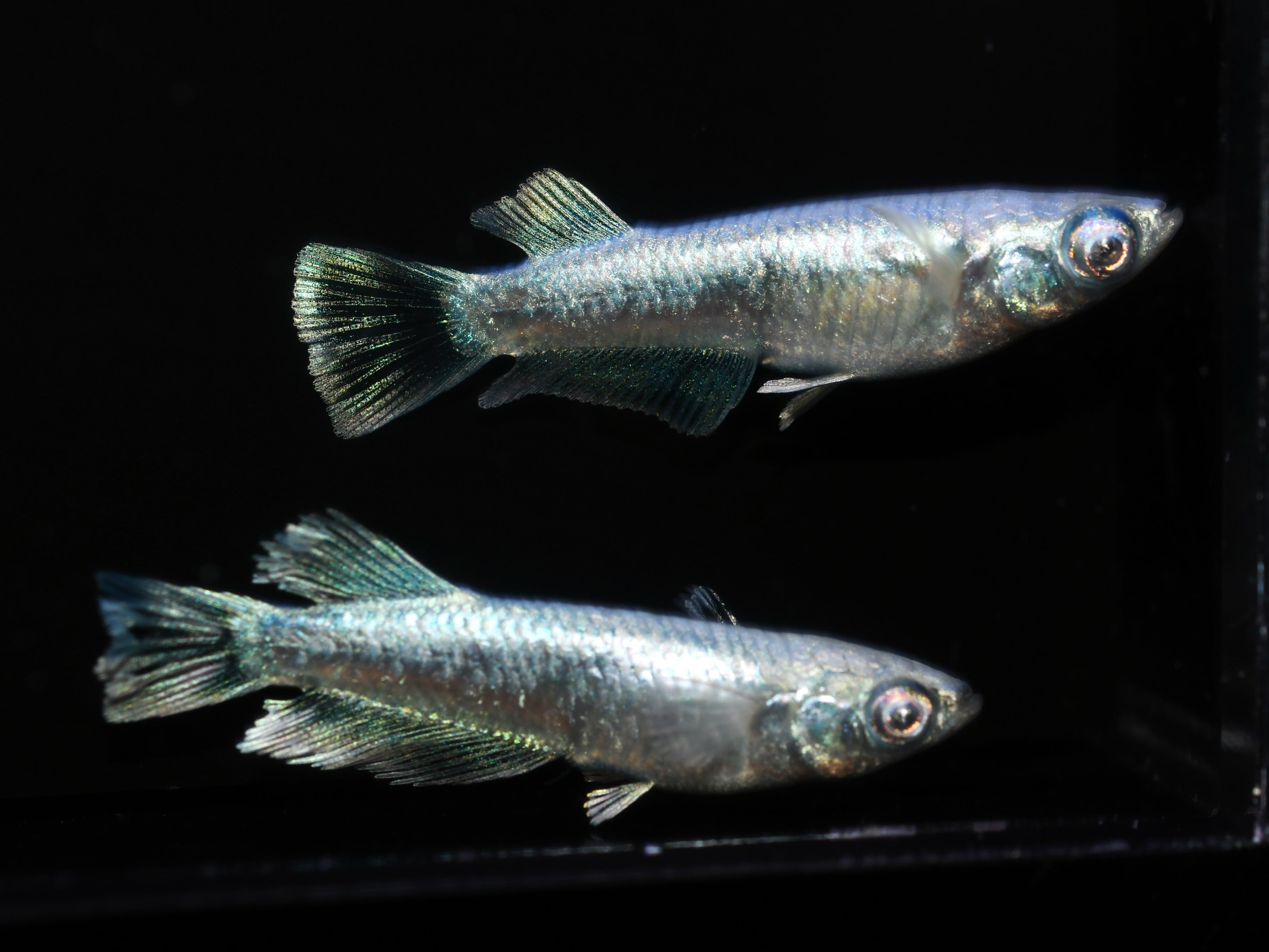 メダカ（ユリシス幼魚）2ペア＋1匹…めだか レーコ【現物販売】オス1匹 メス2匹 メダカめだか | メダカめだかの