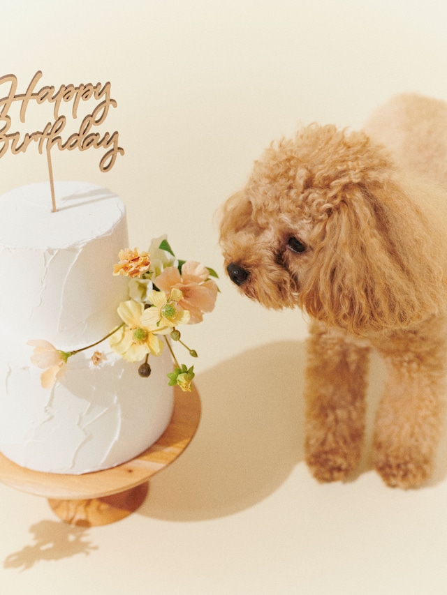 〈レンタル〉YELLOW