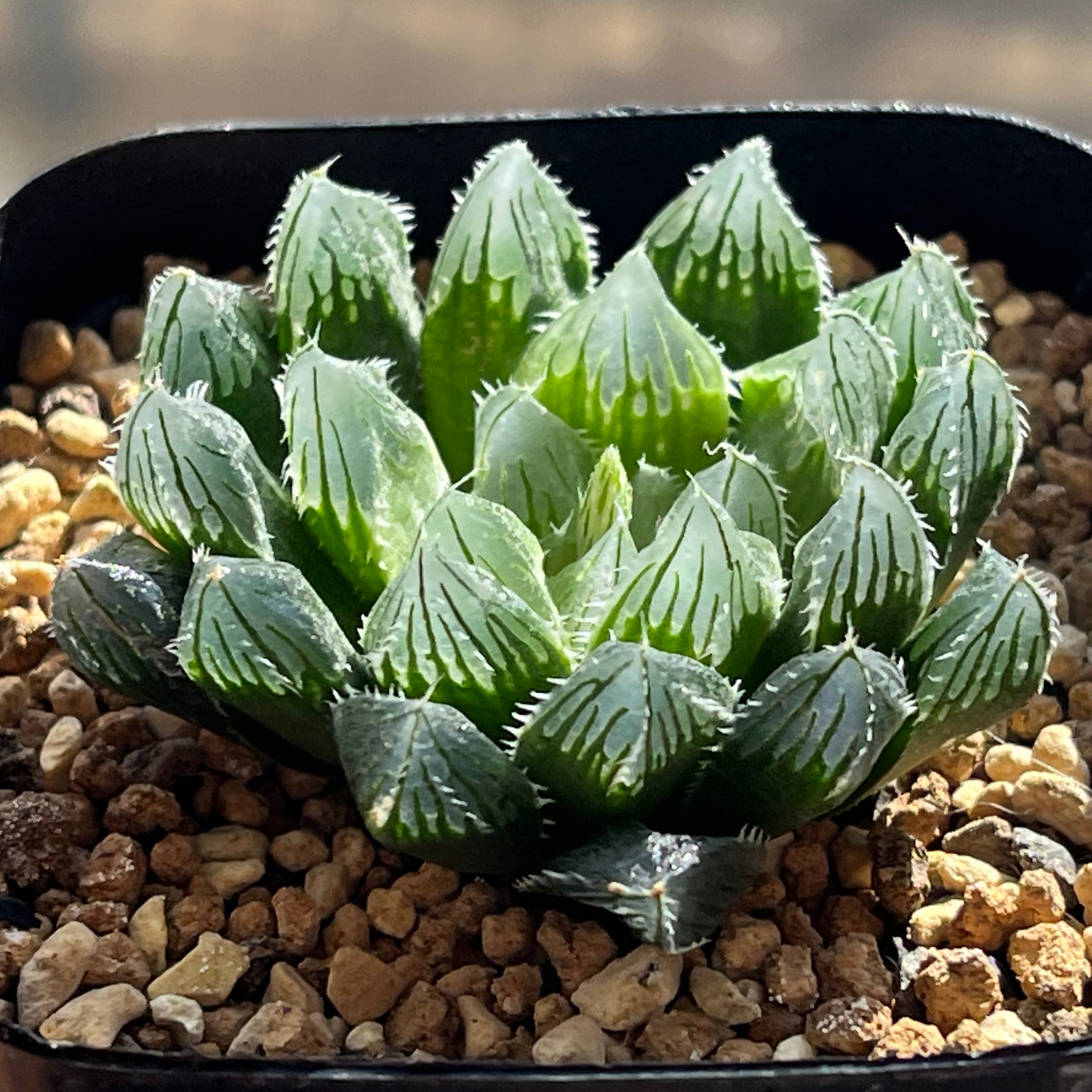 ハオルチア 雫絵巻×OB-1 交配種 | mocono_plants