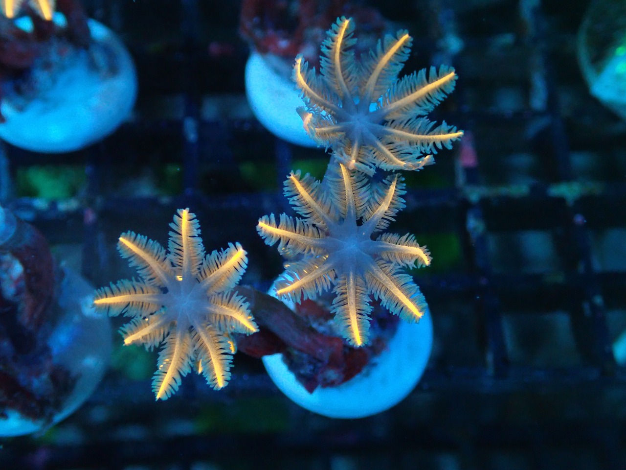 ClovePolyp SpecialOrange 5