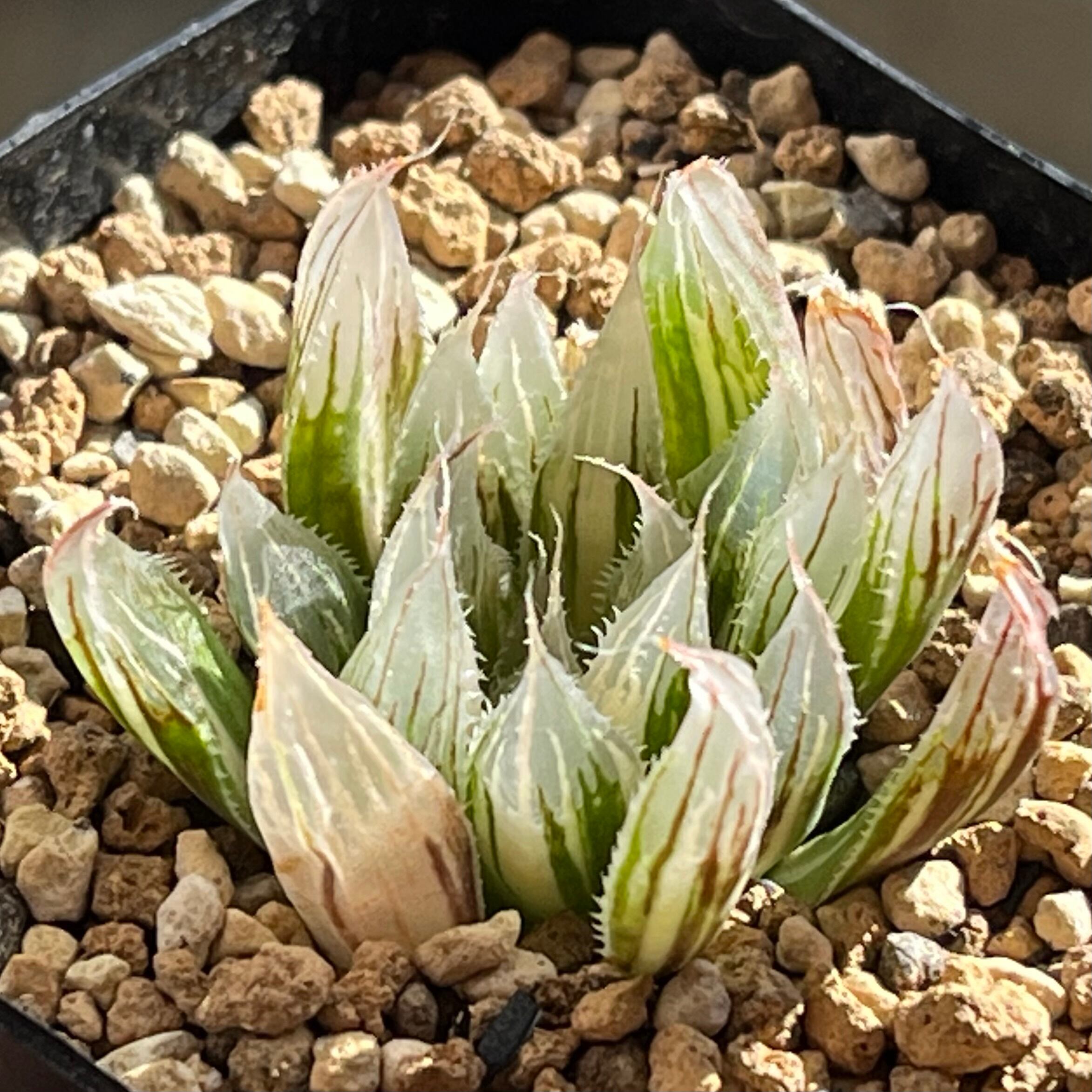 ハオルチア 三仙寿錦 | mocono_plants