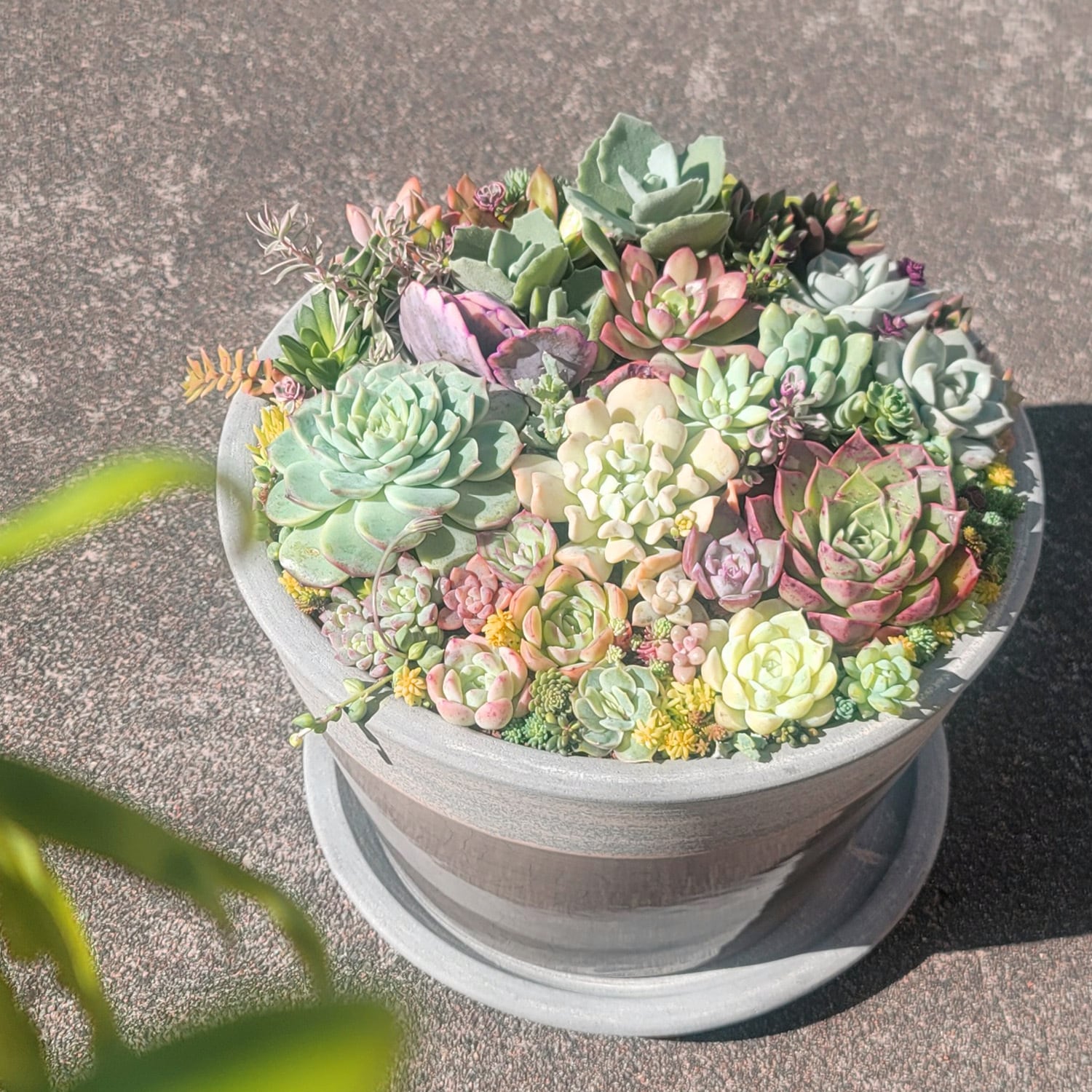 ギフト－GIFT | 多肉Garden＊Grow