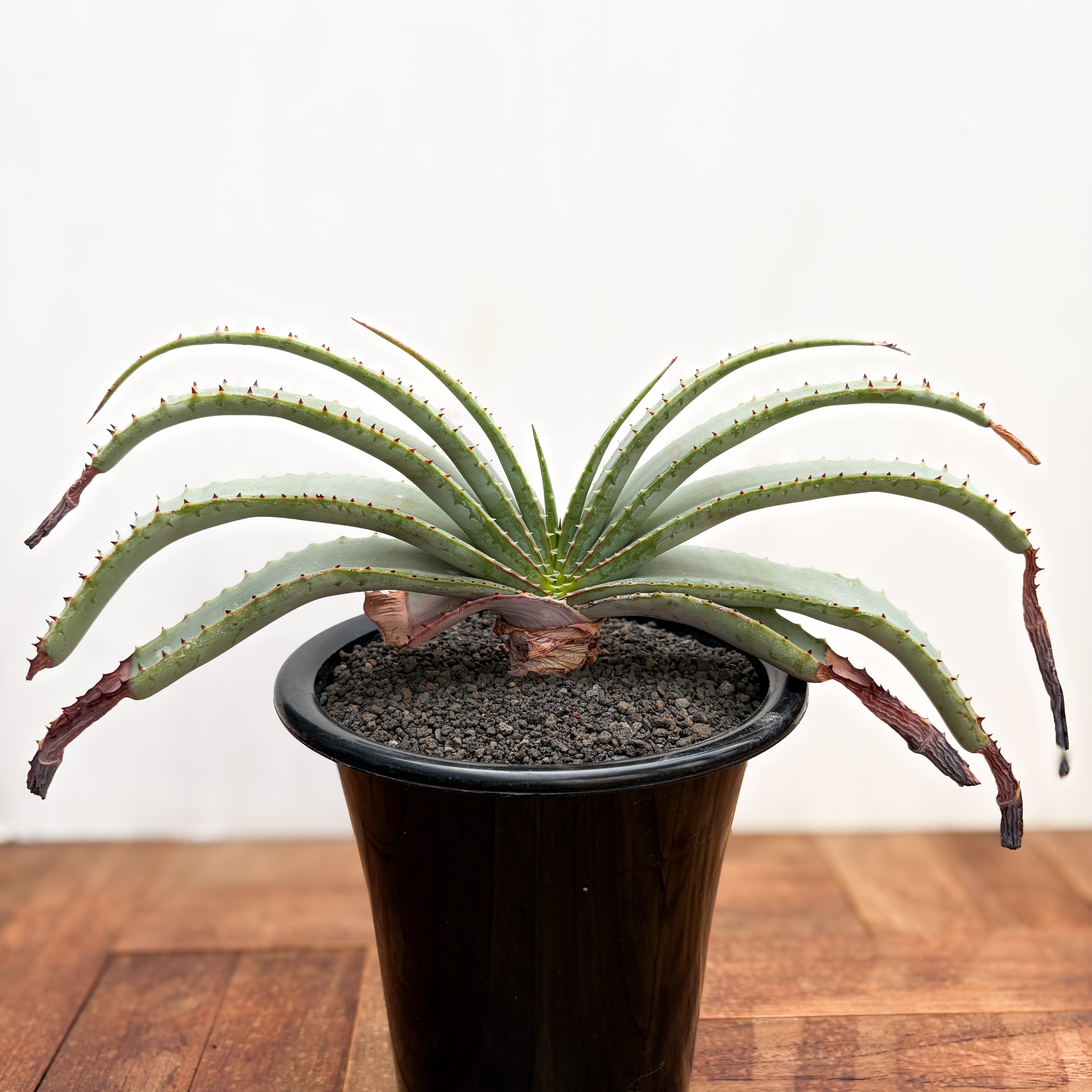 Aloe compressa【アロエ・コンプレッサ】 | RIMO'S GREEN 【Saboten