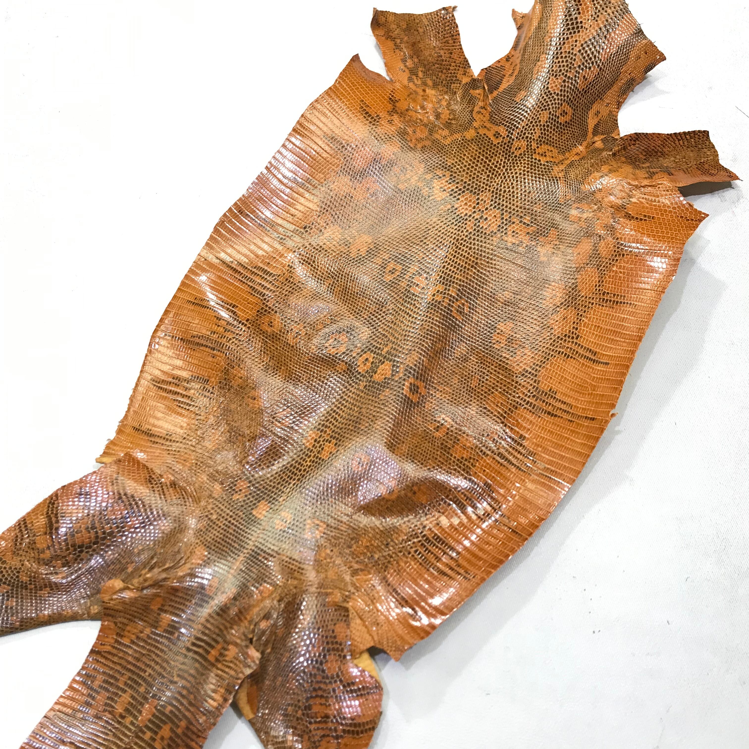 リングリザード・ブラウン・長さ約330ｍｍ・幅約105ｍｍ　トカゲ トカゲ革＞柄模様あり \u2013 レザーマニア東京通販