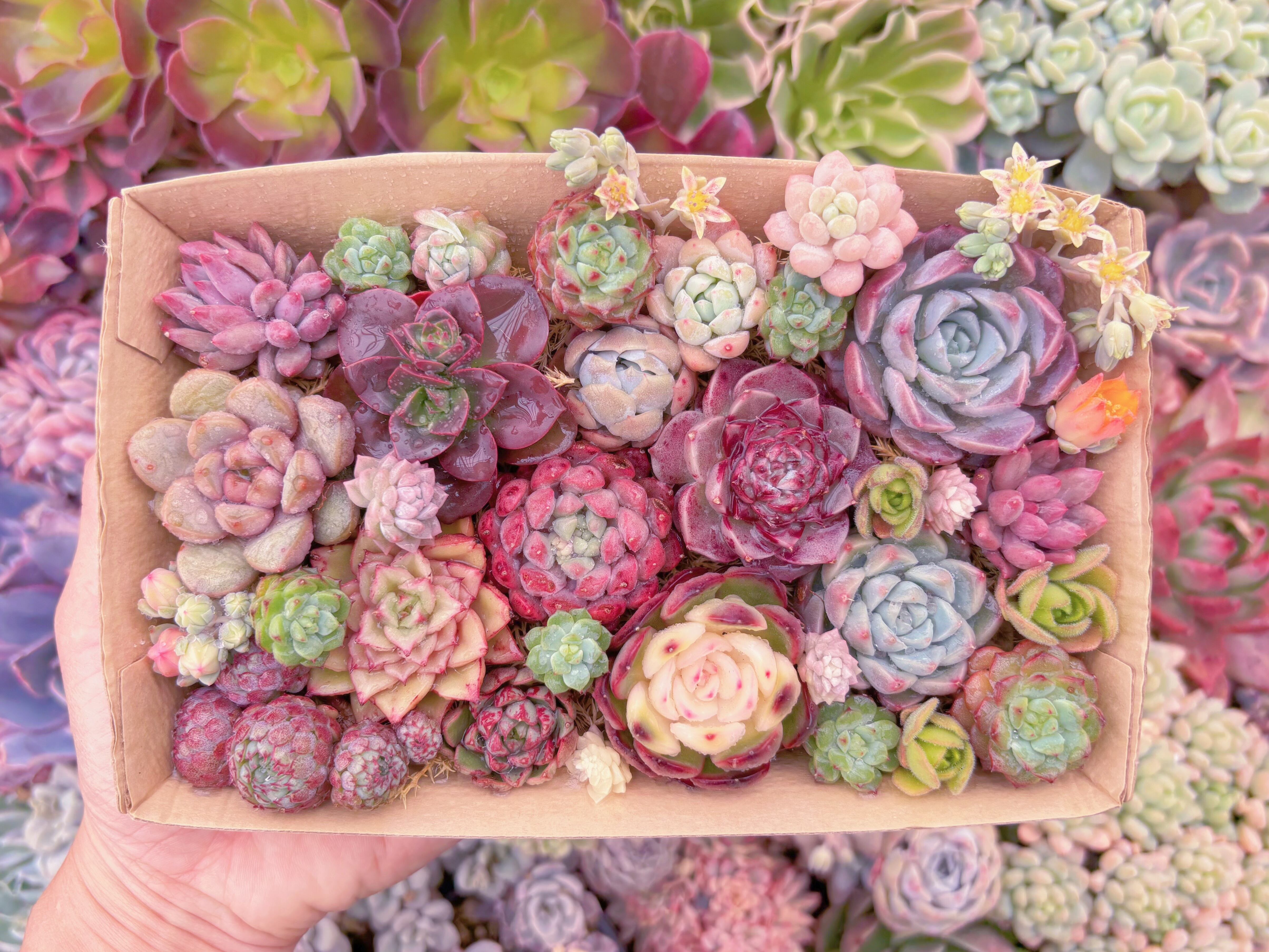 現品　寄せ植えセット#328　12cmx20cm　るる農園