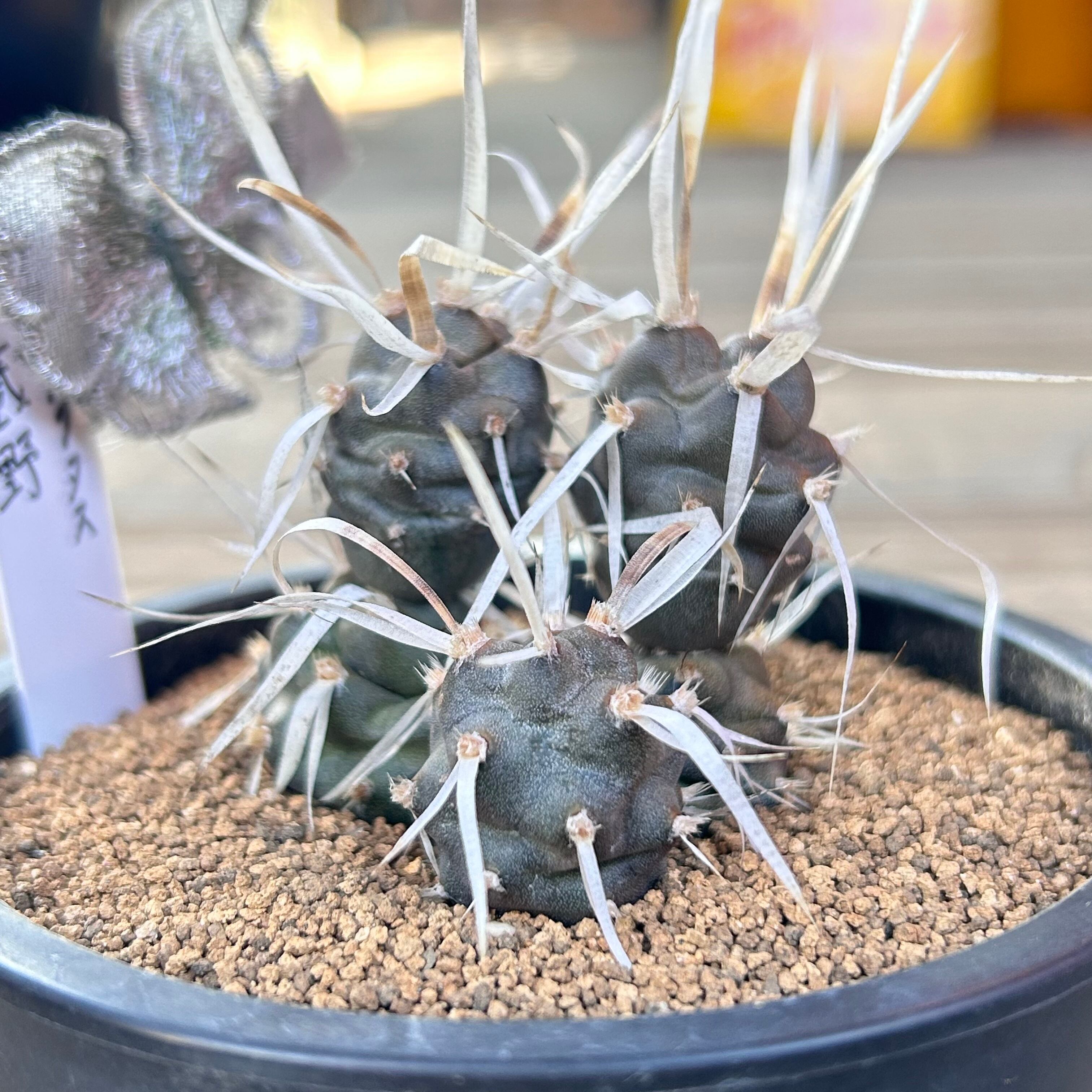 H)武蔵野 テフロカクタス | RuPo 多肉植物専門店 H)武蔵野 テフロカクタス | RuPo 多肉植物専門店