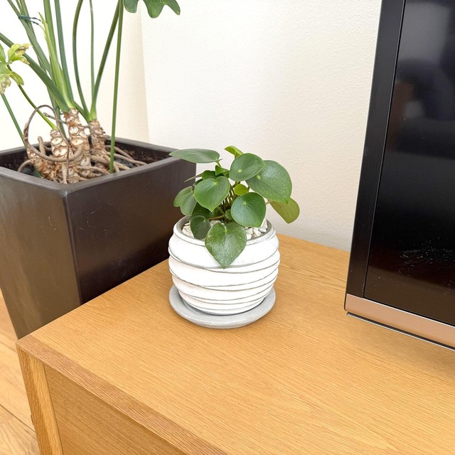 ペペロニア・ジェイド