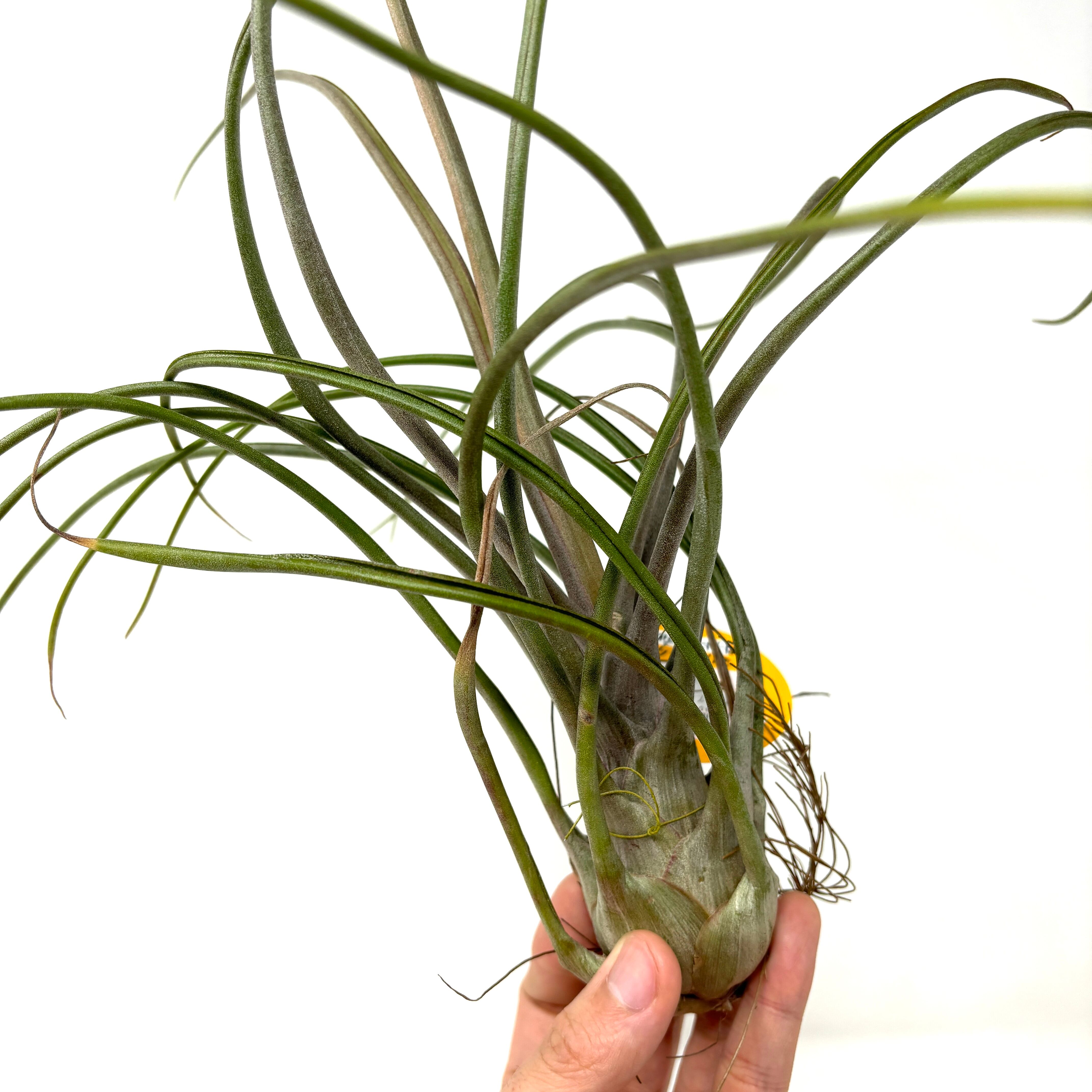 チランジア マリドフィタス(カプトメドーサ×ブルボーサ)【140