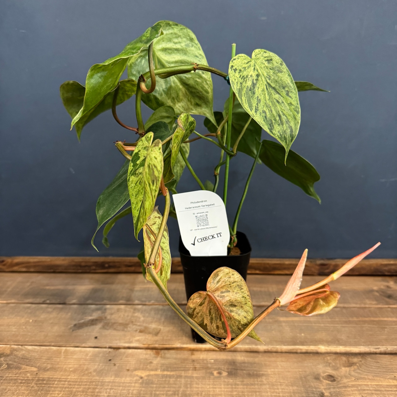 【クリアランス】フィロデンドロン ヘデラカム(オキシカルジウム) バリエガータ【690】