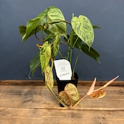 【クリアランス】フィロデンドロン ヘデラカム(オキシカルジウム) バリエガータ【690】