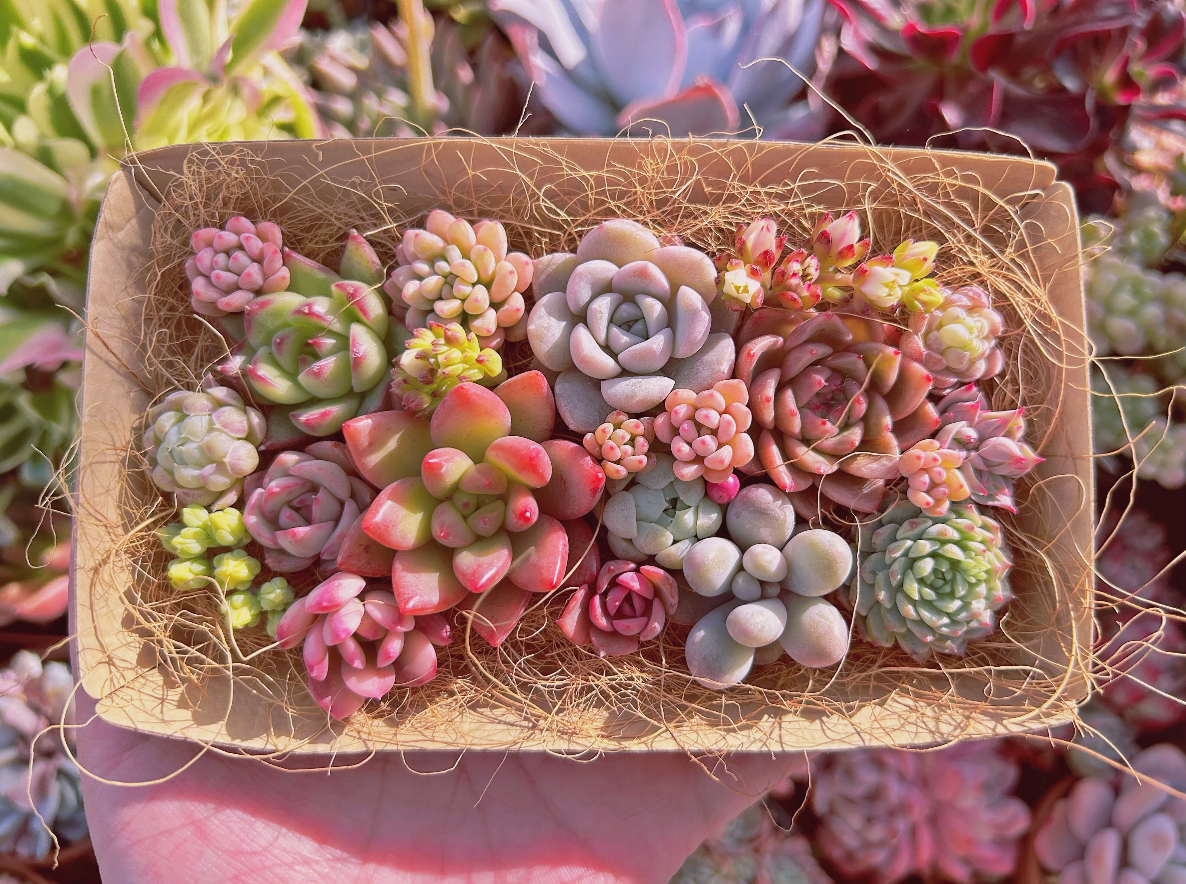 #332現物　多肉お弁当　トレーのまま発送