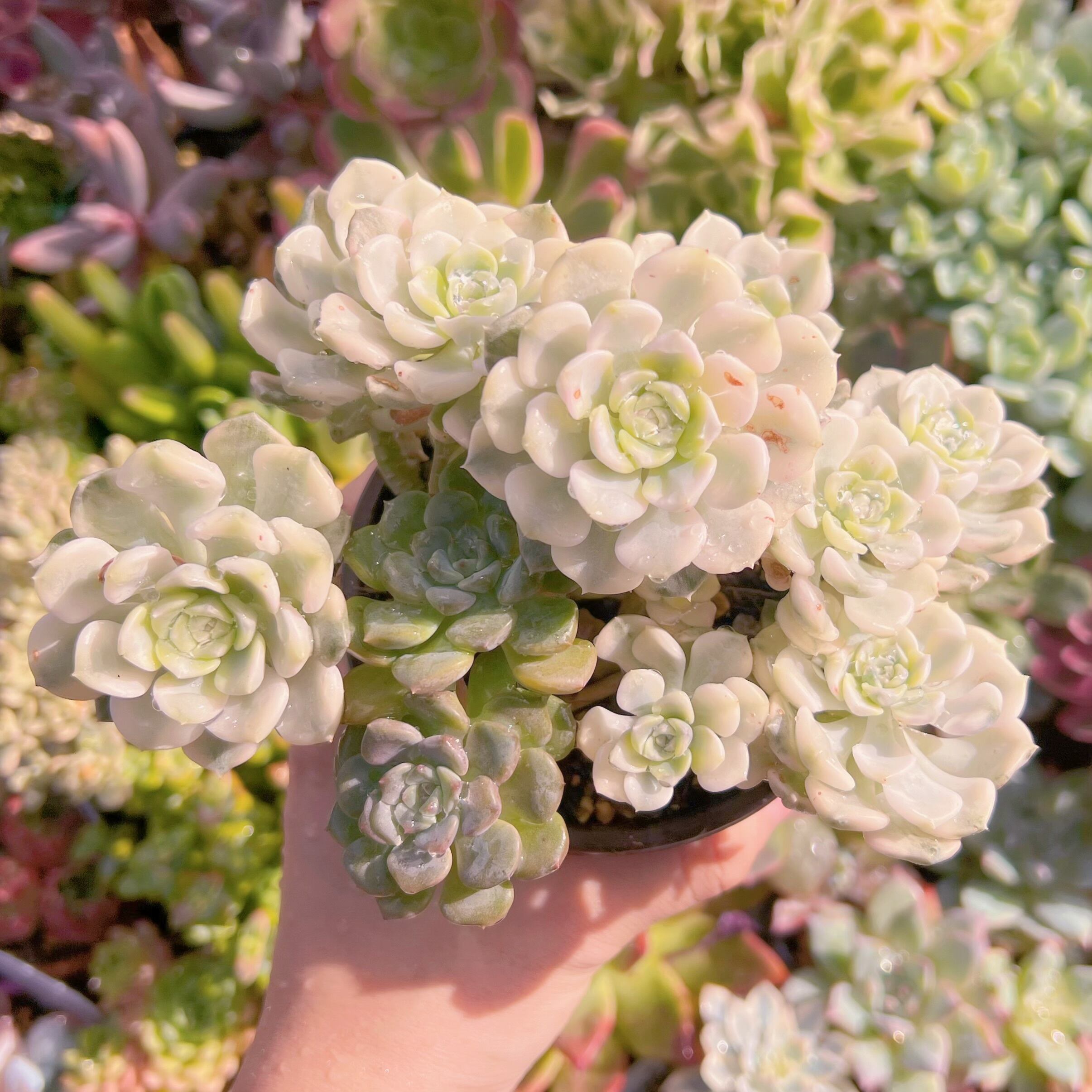 現物　ベビードール錦#614　るる農園