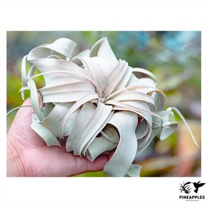 Tillandsia xerographica