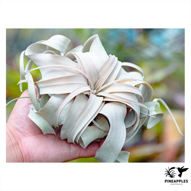 Tillandsia xerographica