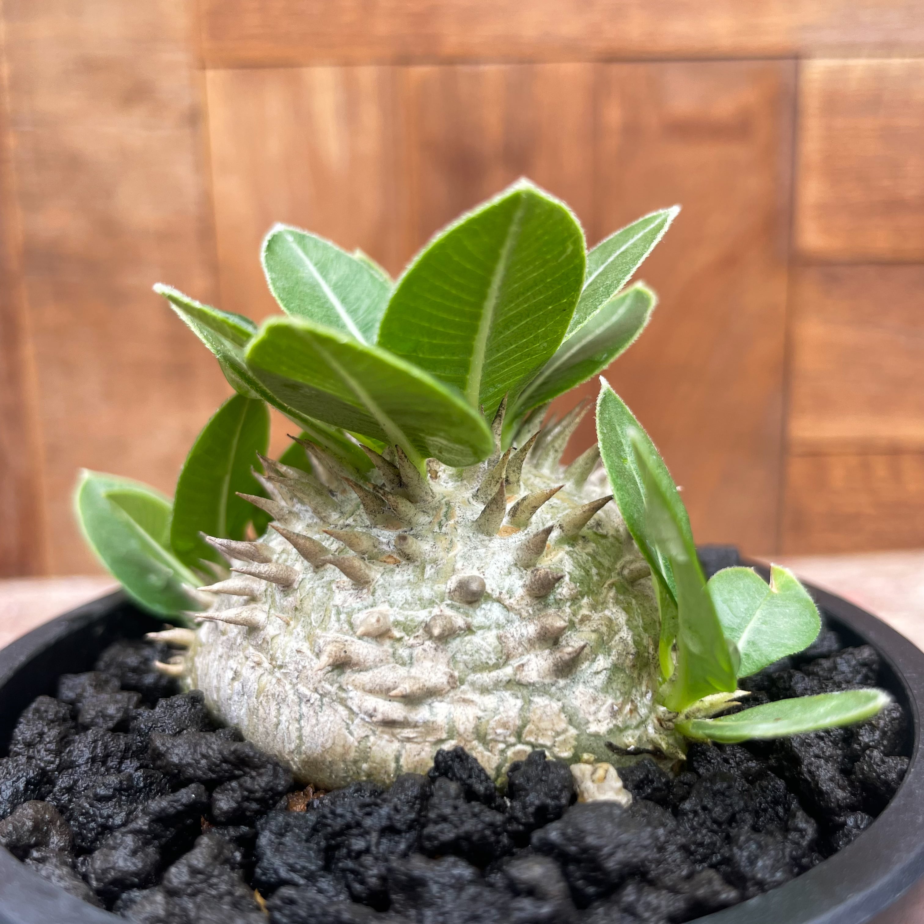 Pachypodium brevicaule【パキポディウム・ブレビカウレ・白花・実生  