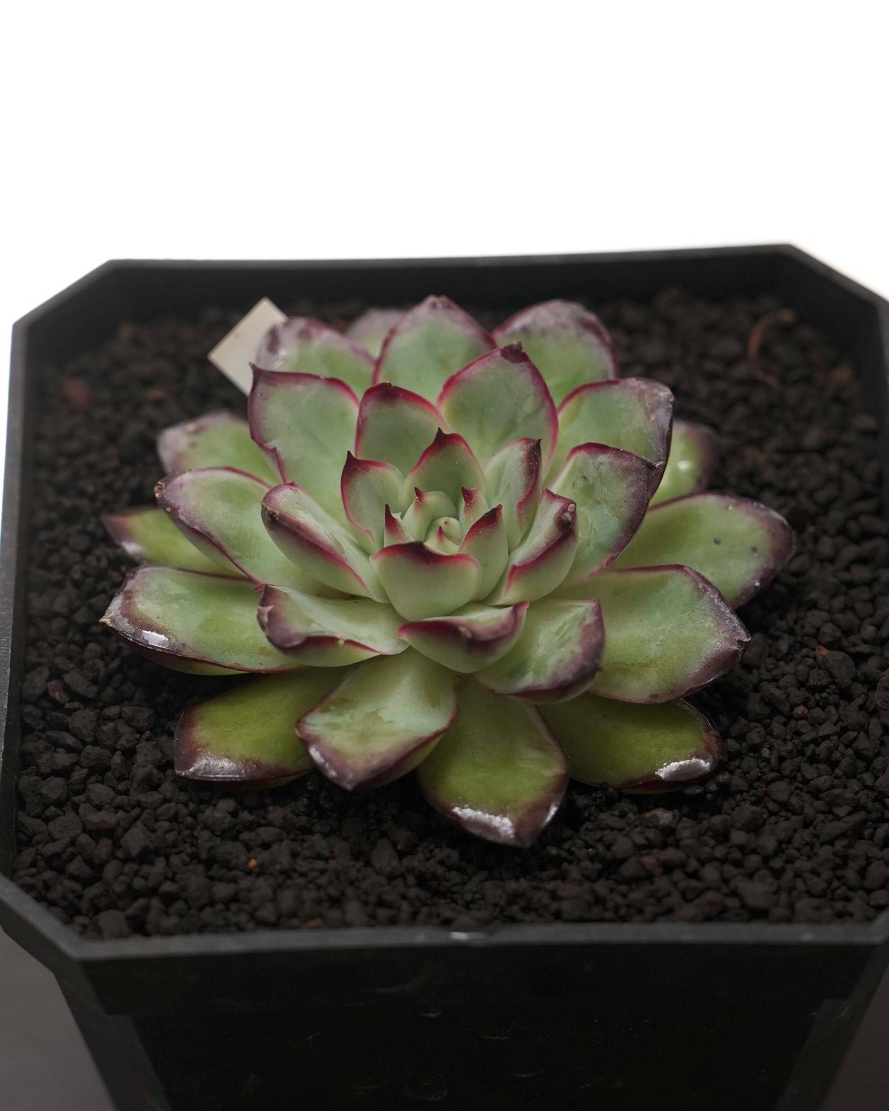 カット苗 リンジュ Echeveria 'LinJie'