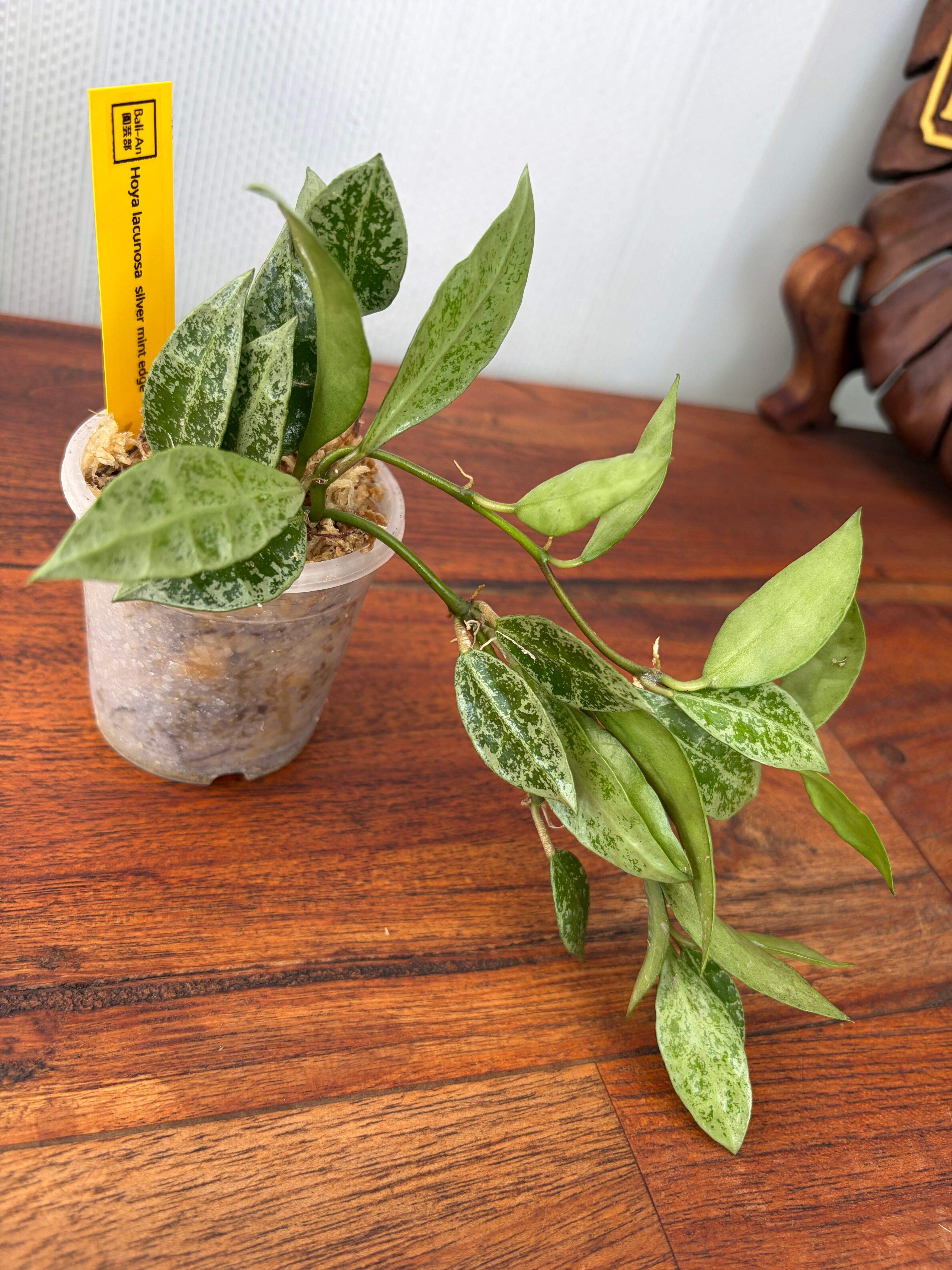 タリナム パニクラーツム 紫葉 〛レア☆Talinum​ Paniculatum 塊根植物