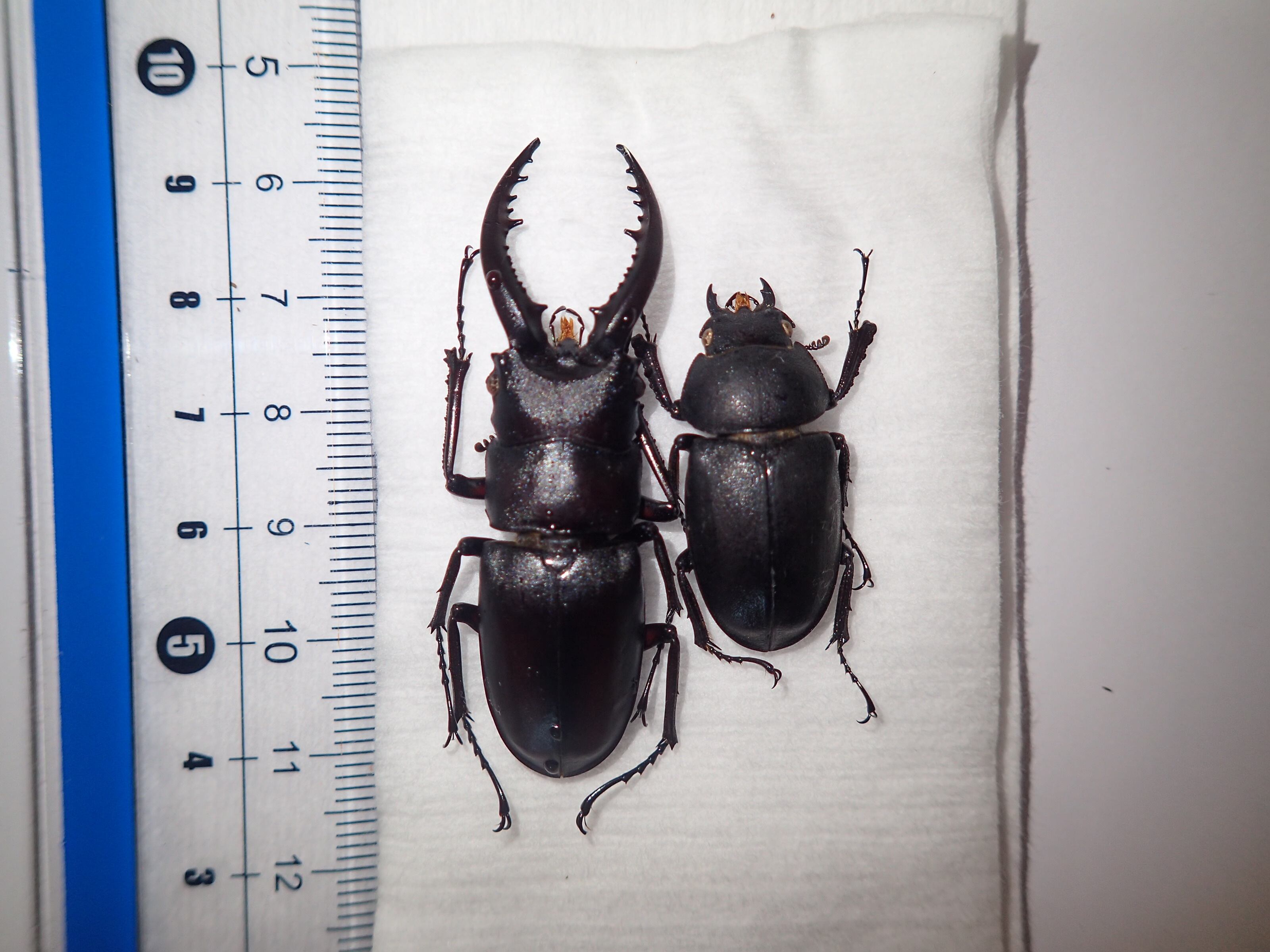 対馬】チョウセンヒラタクワガタ♂29.5mm | クワパーク九州