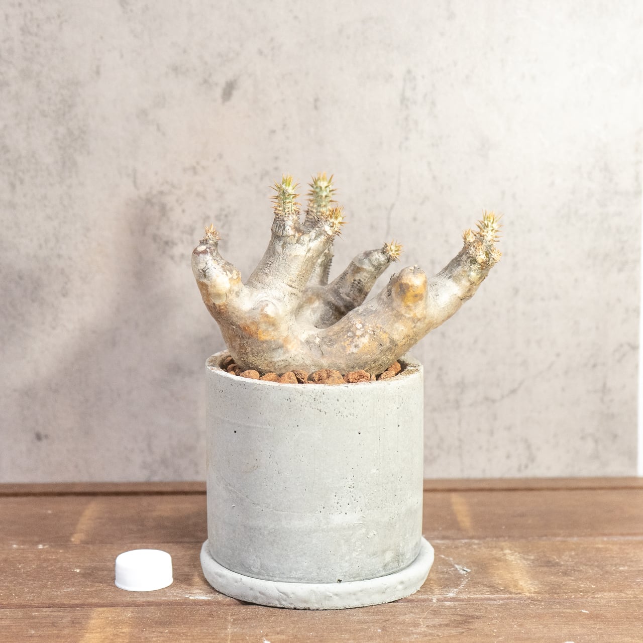 根腐れを防ぐ独自配合の用土で仕立てたマカイエンセ。手づくりモルタル鉢とのモダンなセット。初心者の方でも安心して育てられます|虫発生抑制