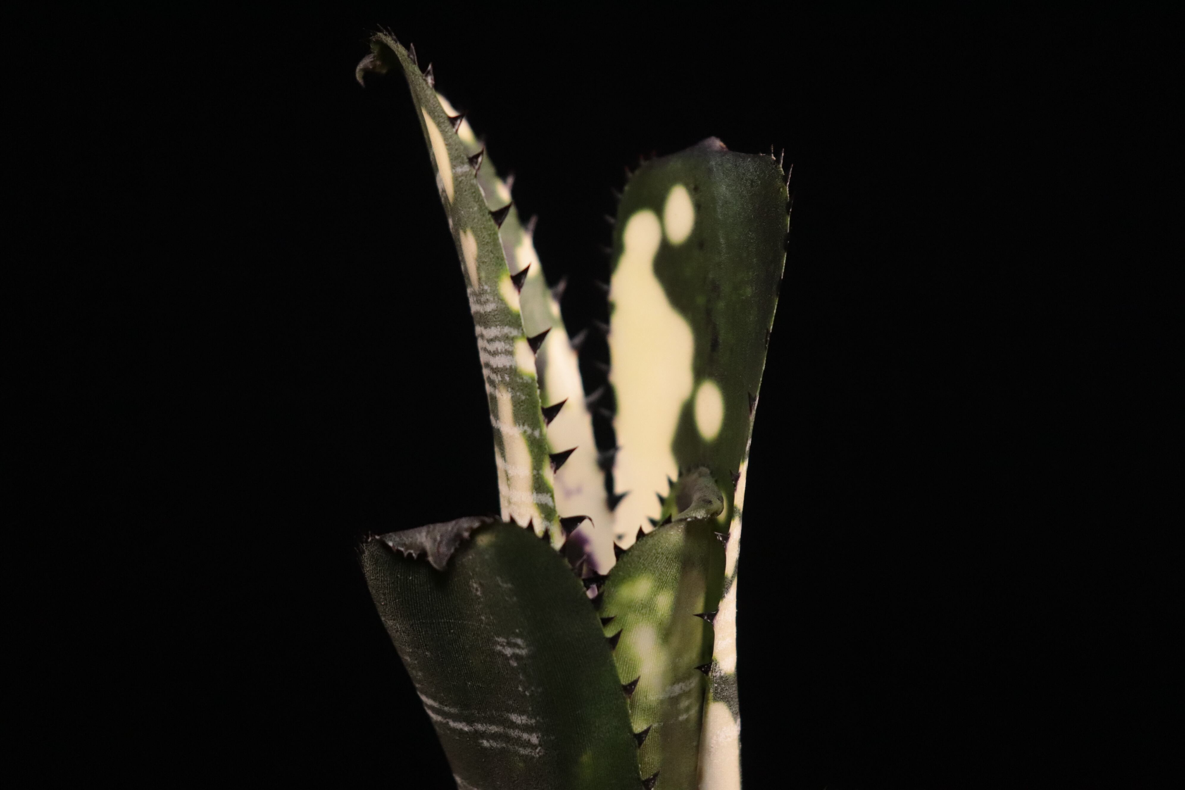 送料無料】Billbergia vittata 'Domingos Martins'〔ビルベルギア