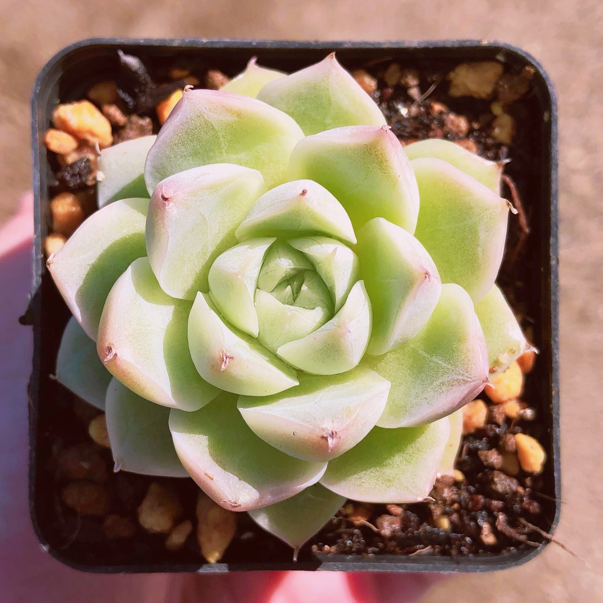 多肉植物 白女王 るる農園 多肉植物専門