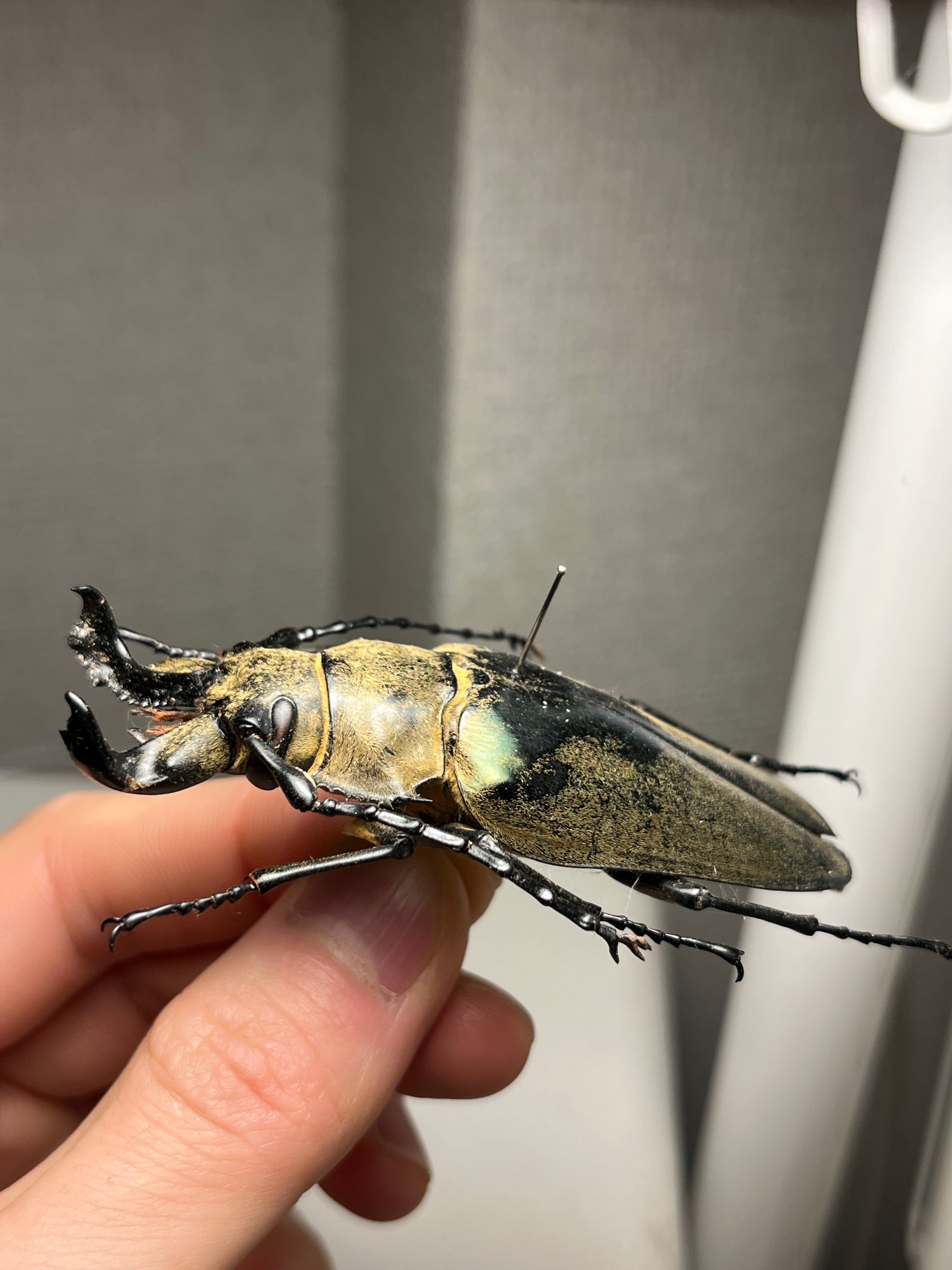 76mm】ビタリシクワガタモドキ カミキリムシ ウスバカミキリ 昆虫標本