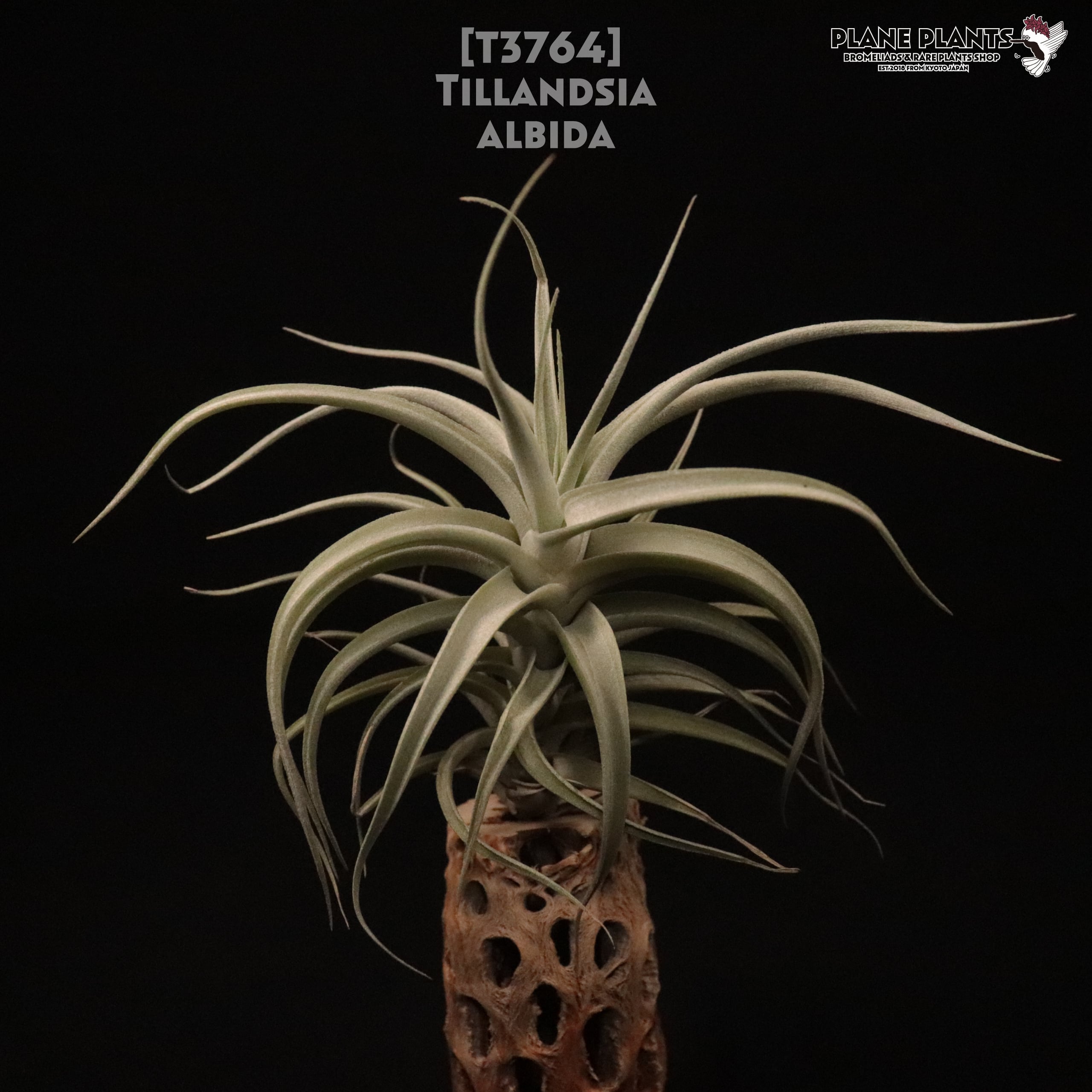 【送料無料】albida〔エアプランツ〕現品発送T3764