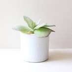 【グリーン・多肉植物】デザートローズ