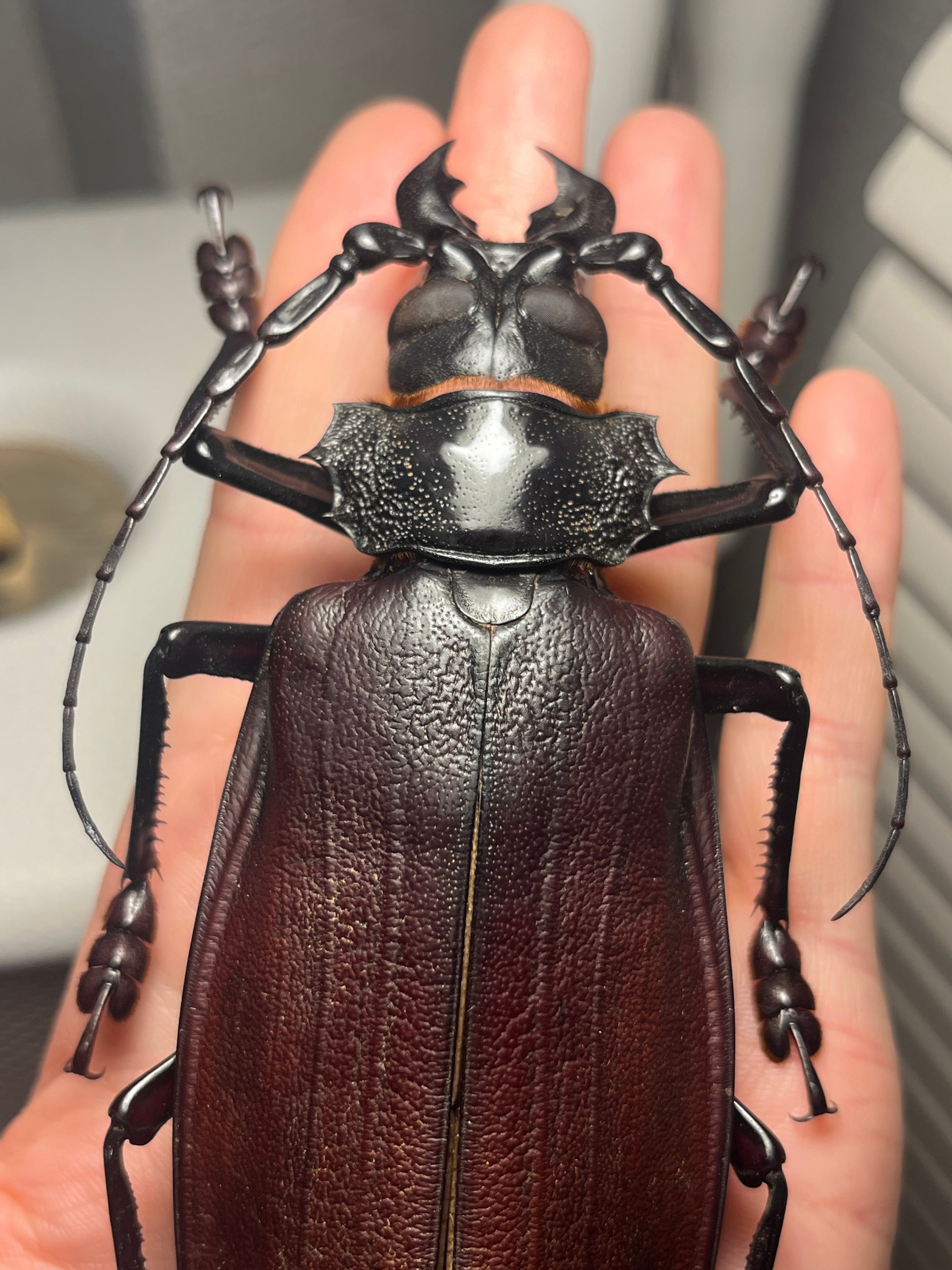 131mm】タイタンオオウスバカミキリ カブトムシクワガタハナムグリ