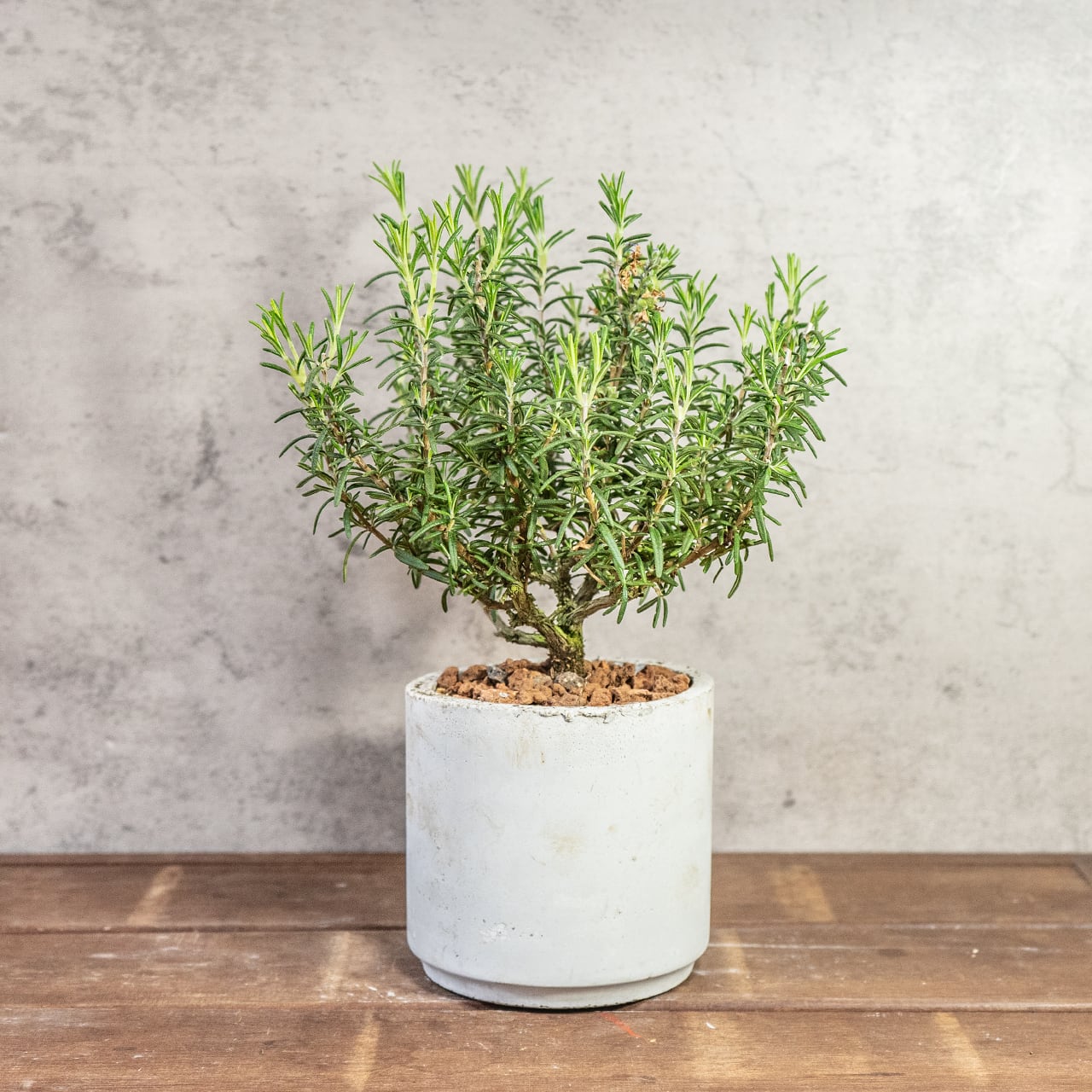 【一株ごとの厳選仕入れ】枝ぶりの良い個体を吟味。シルバーグリーンの葉が密集する美しい立ち姿は、インテリアの主役に最適。ザラっとした質感の手づくりモルタル鉢でシンプルにコーディネート|虫発生抑制|送料全国一律850円