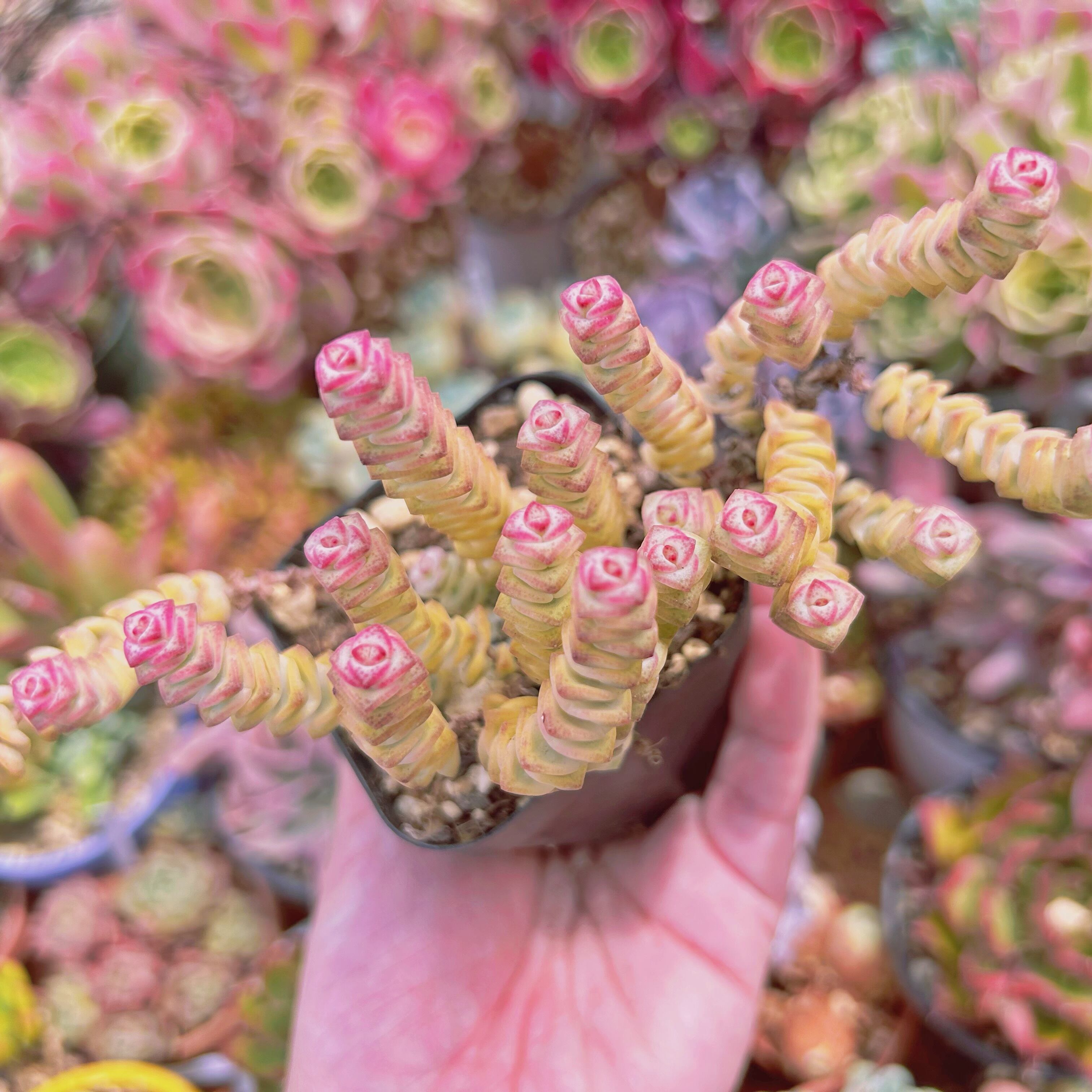 #045現物　多肉植物　ファンタジー錦　抜き苗