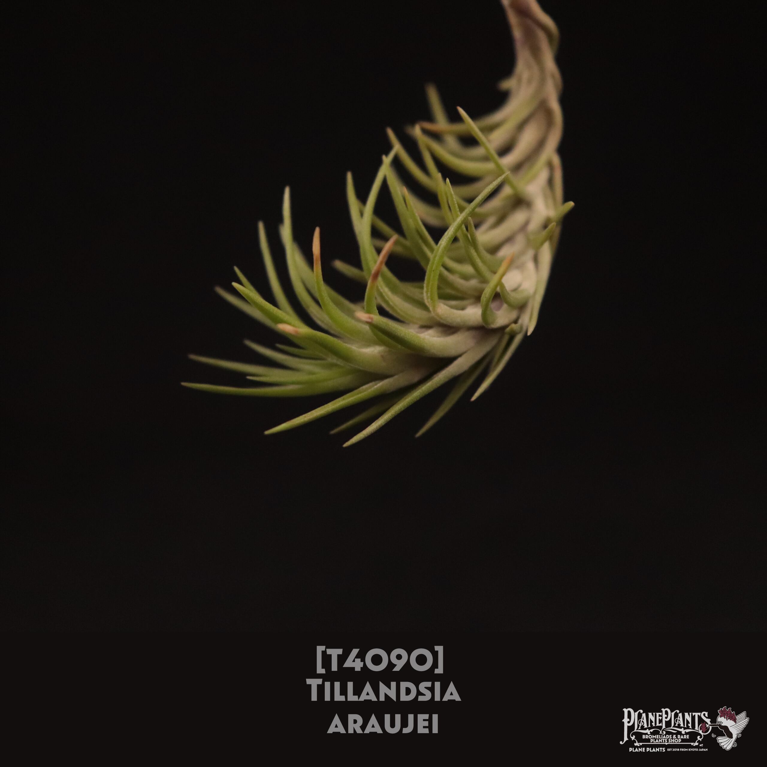 【送料無料】araujei〔エアプランツ〕現品発送T4090