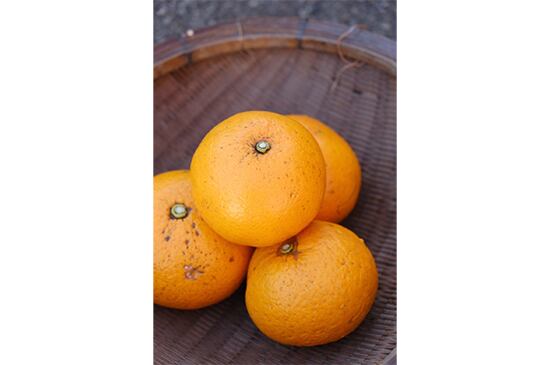 【新甘夏】サンフルーツ・1kg(3/6発送開始)