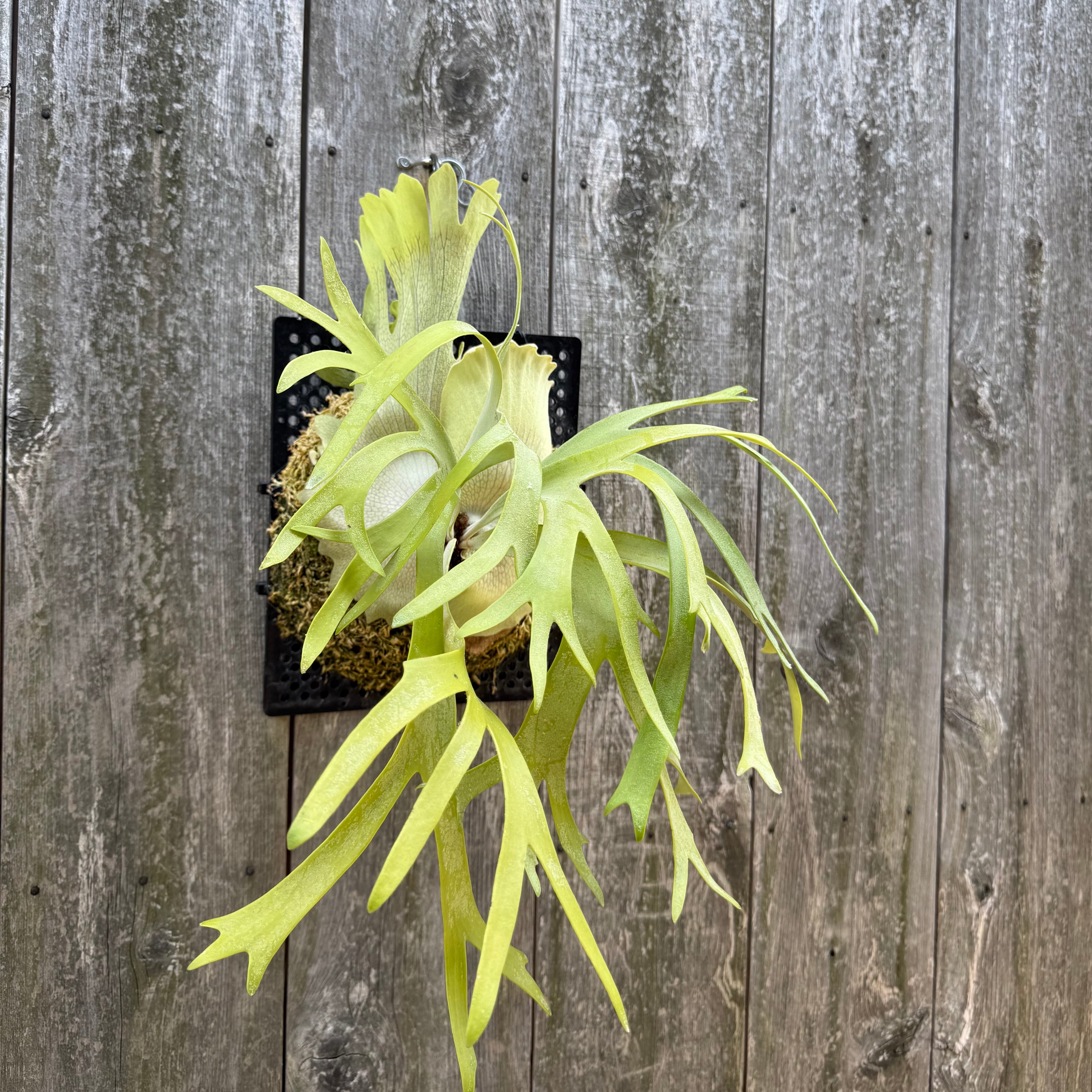 P. willinckii cv. Ryusei (pup) | naturefix