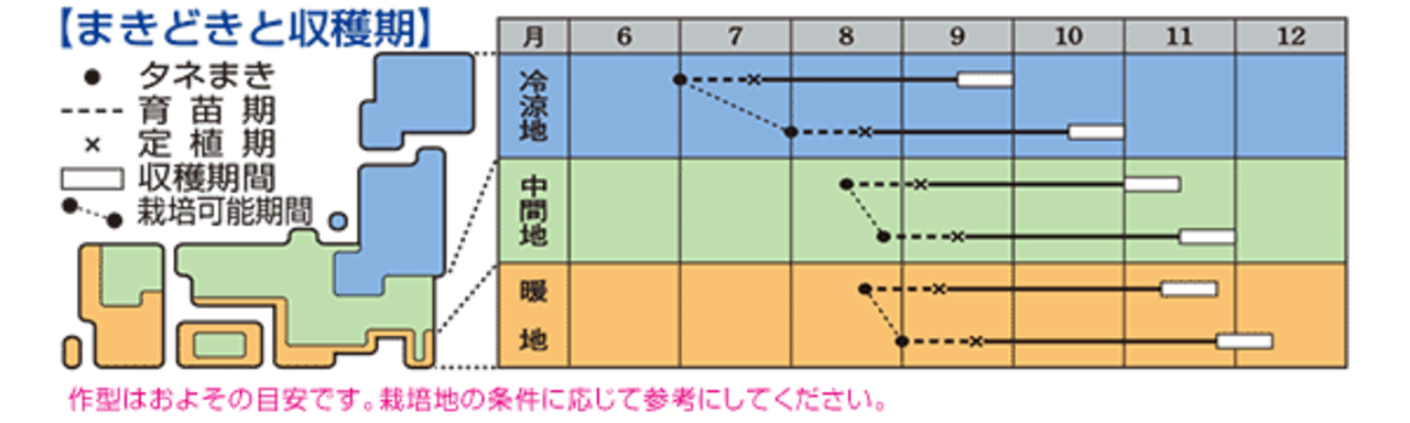 ハクサイ 「黄ごころ65」（RF）・画像5