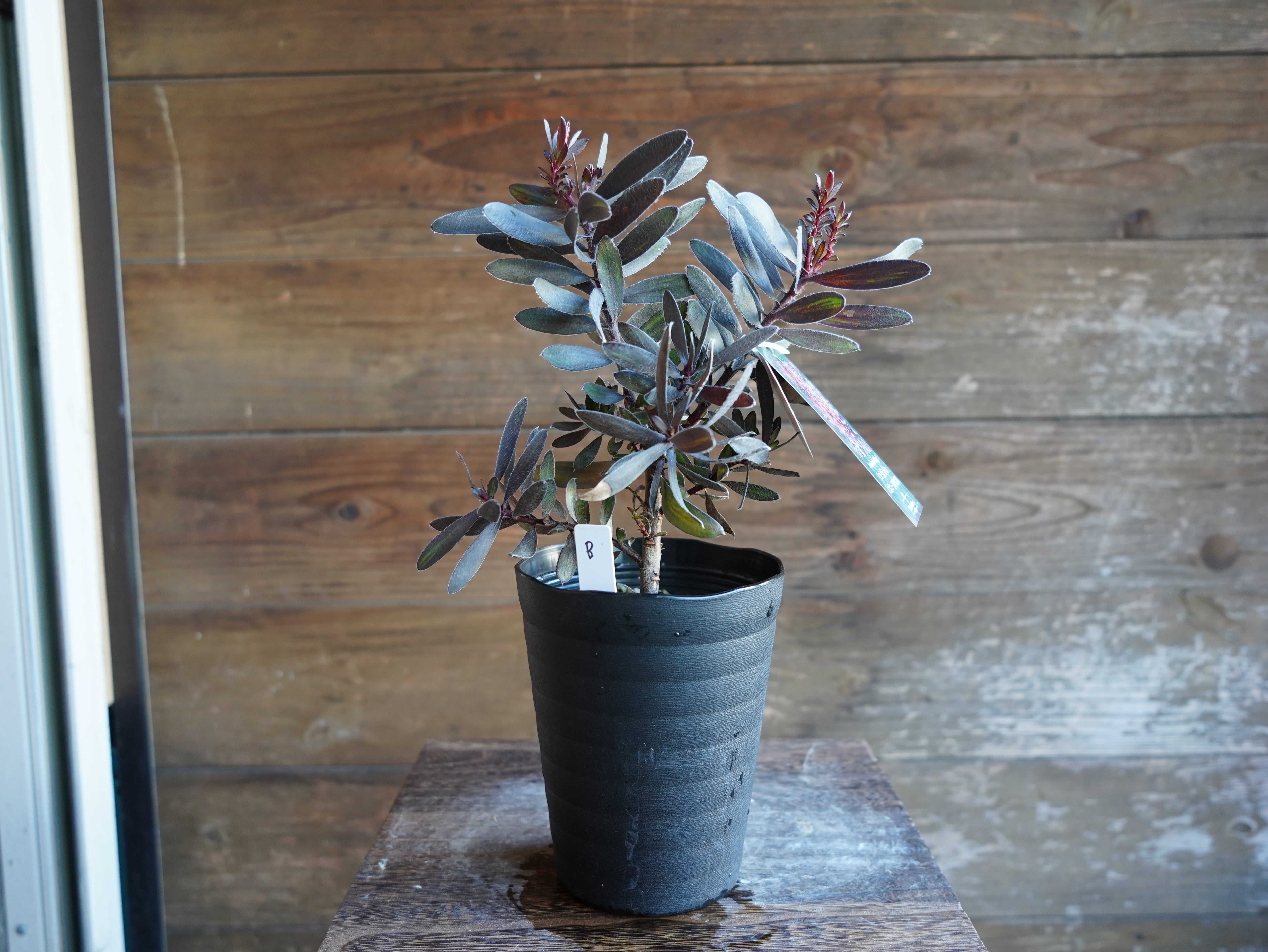 【現物】リューカデンドロン　”エボニー”　B