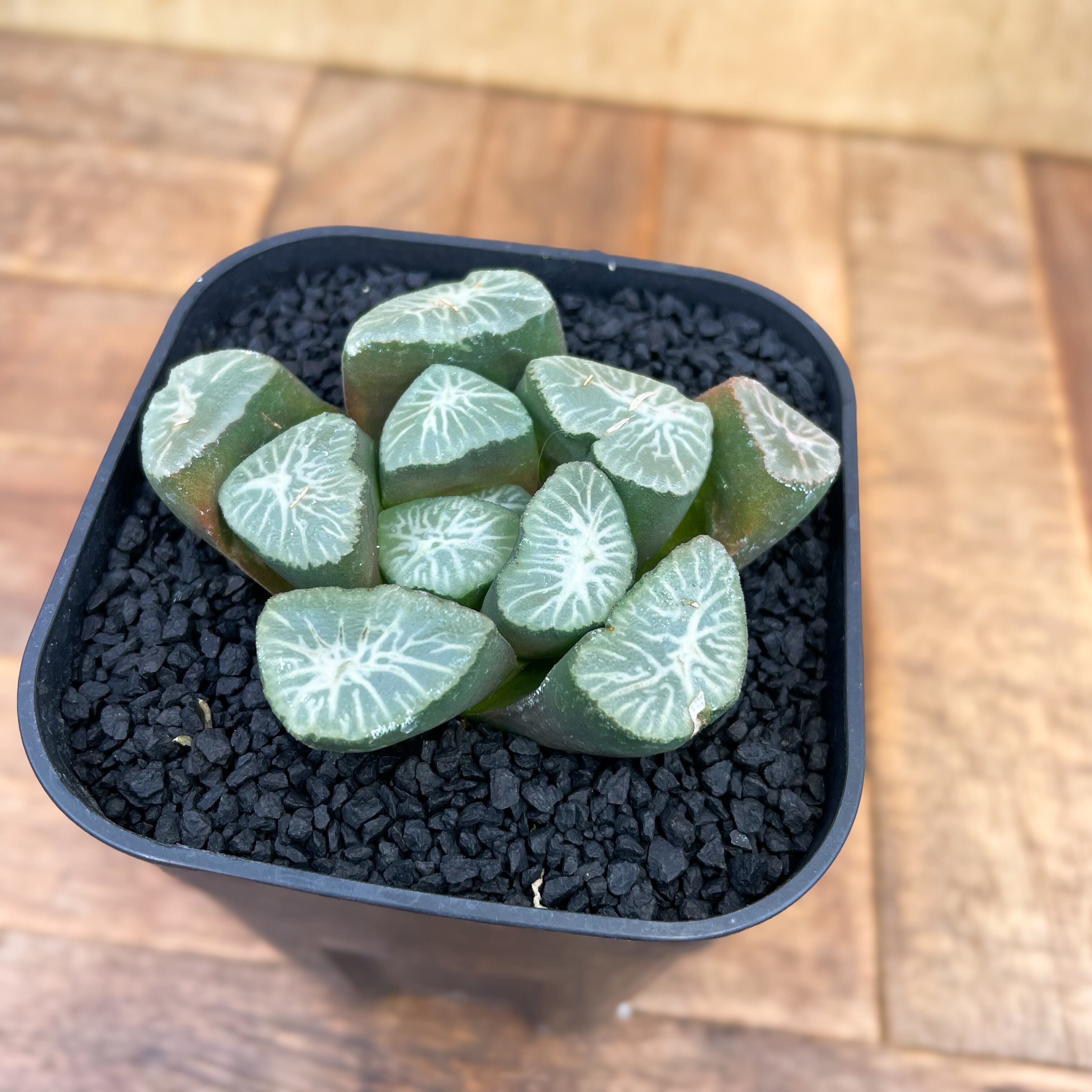 Haworthia【ハオルチア・特選万象・雪紫】 | RIMO'S GREEN 【Saboten