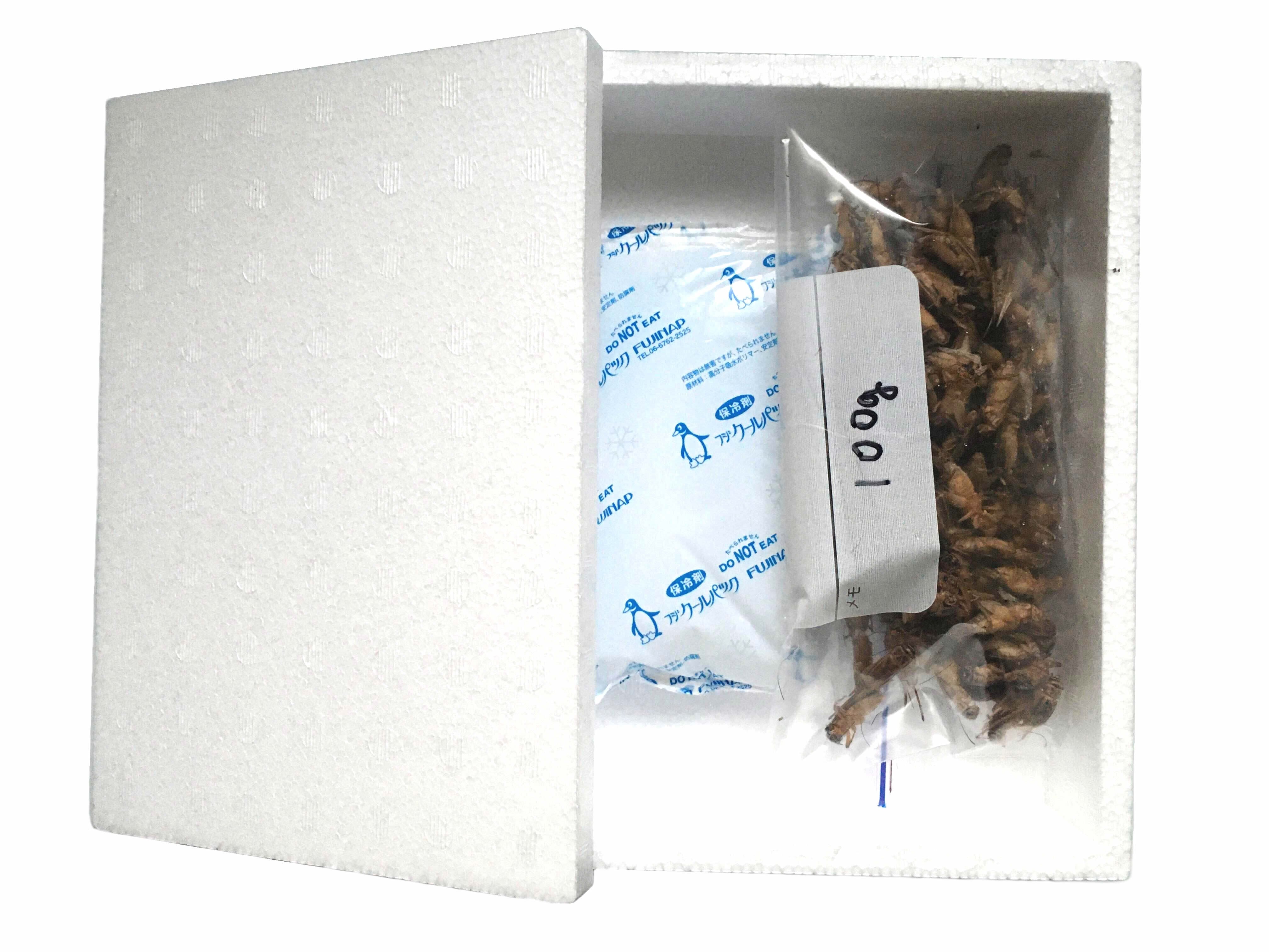 冷凍コオロギ餌用(国産イエコ) Lサイズ100g(約240匹相当) ネイト