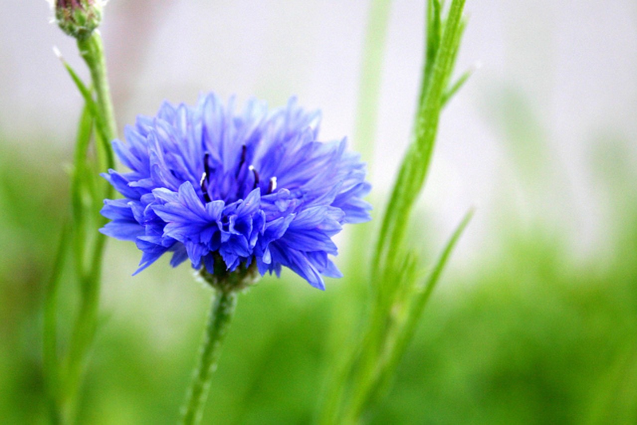 ウクライナ刺繍ヴィシヴァンカ　矢車菊 手刺繍　麻　レディース・フリーサイズ - 4