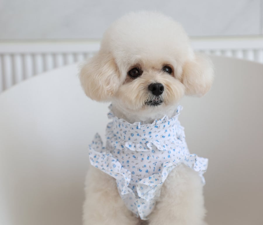 luv flower frill blouses S ~ XL 2color / ドッグウェア 犬服 フリル袖 ブラウス 袖なし 可愛い 犬の服 春夏 新作 花柄 シャツ おしゃれ top160