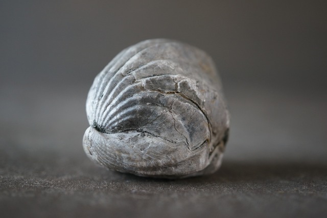 ロシア産腕足類化石 Tetrahynchia sp. 1064