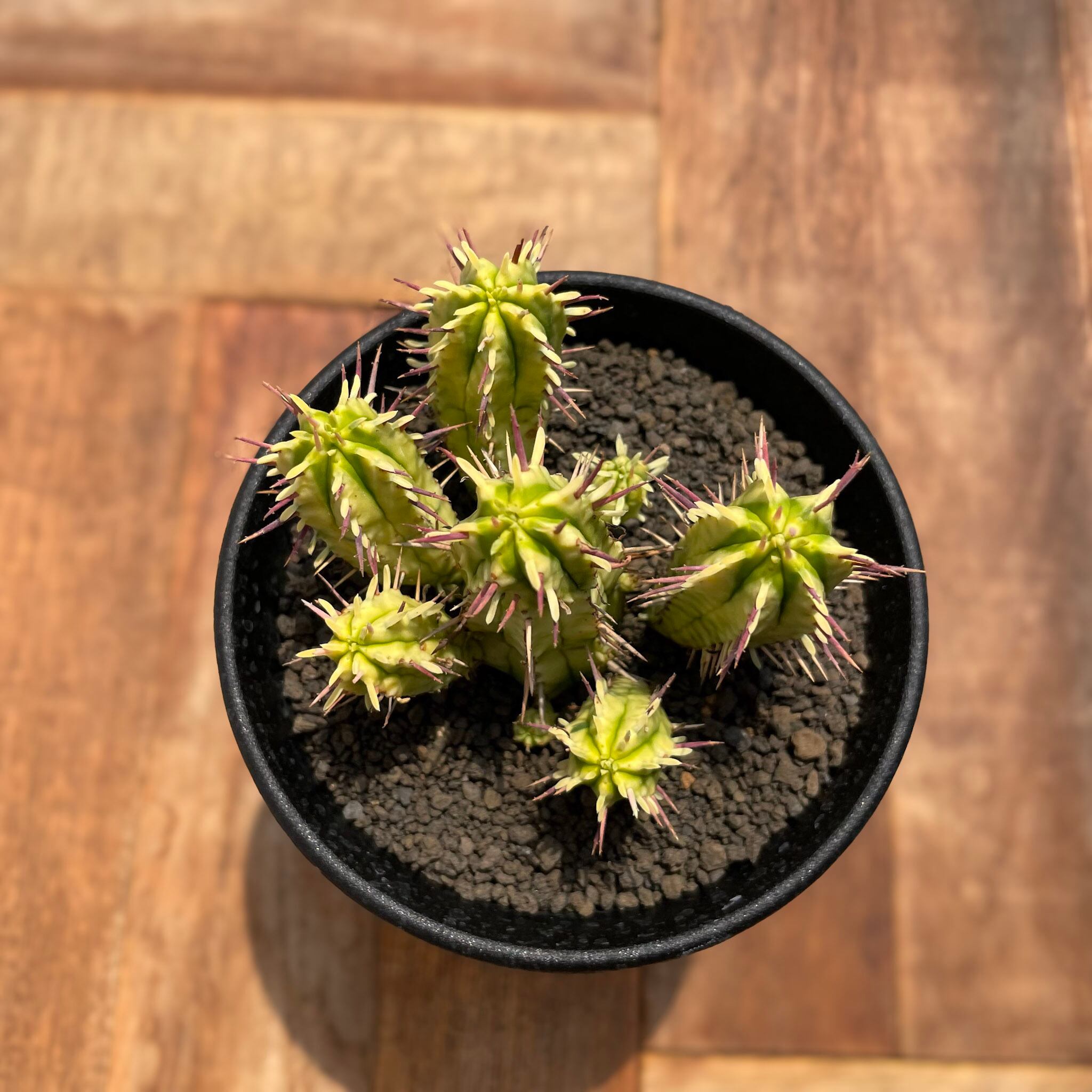 Euphorbia enopla【ユーフォルビア・エノプラ錦・紅彩閣錦】 | RIMO'S