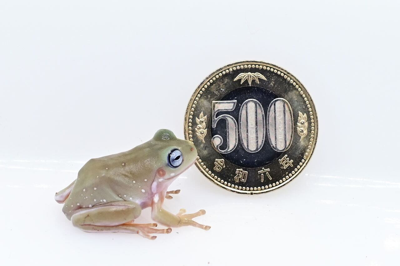 イエアメガエル ブルーアイ ヤング 1匹 | カエル通販：おたま商会