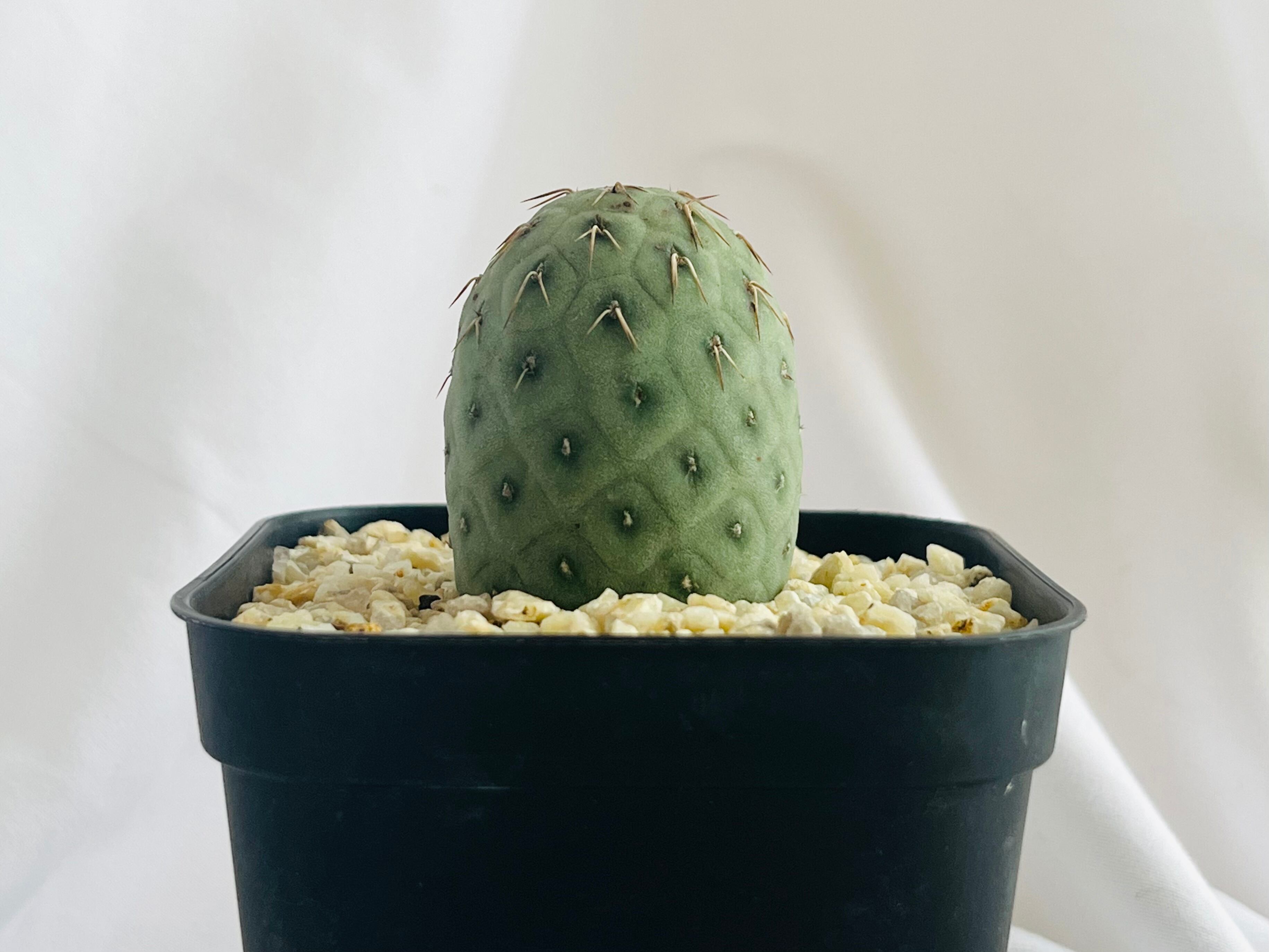 Tephrocactus geometricus テフロカクタス・ゲオメトリクス サボテン